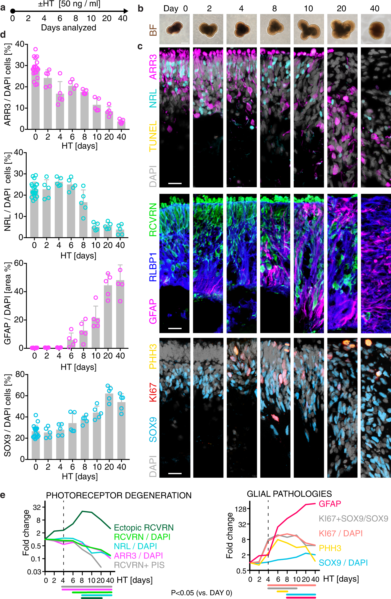 Fig. 6: Kinetics of HBEGF-TNF-induced pathogenesis: simultaneous and temporally progressive photoreceptor and glial pathologies.