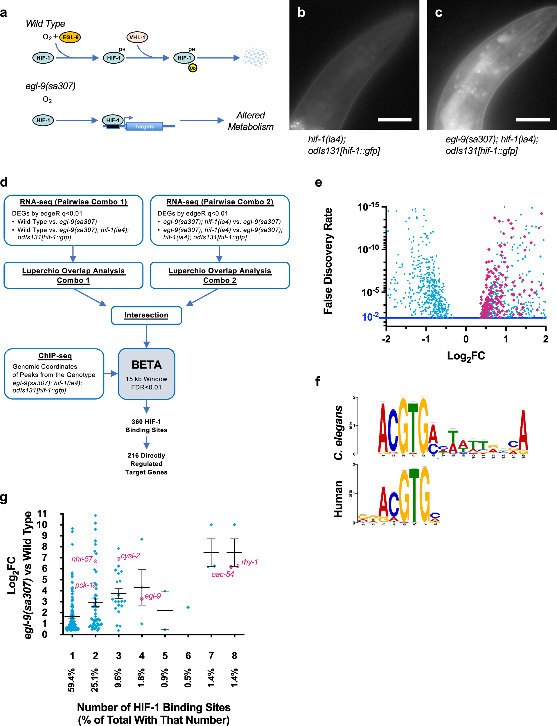 The hypoxia response pathway promotes PEP carboxykinase and gluconeogenesis  in C. elegans | Nature Communications