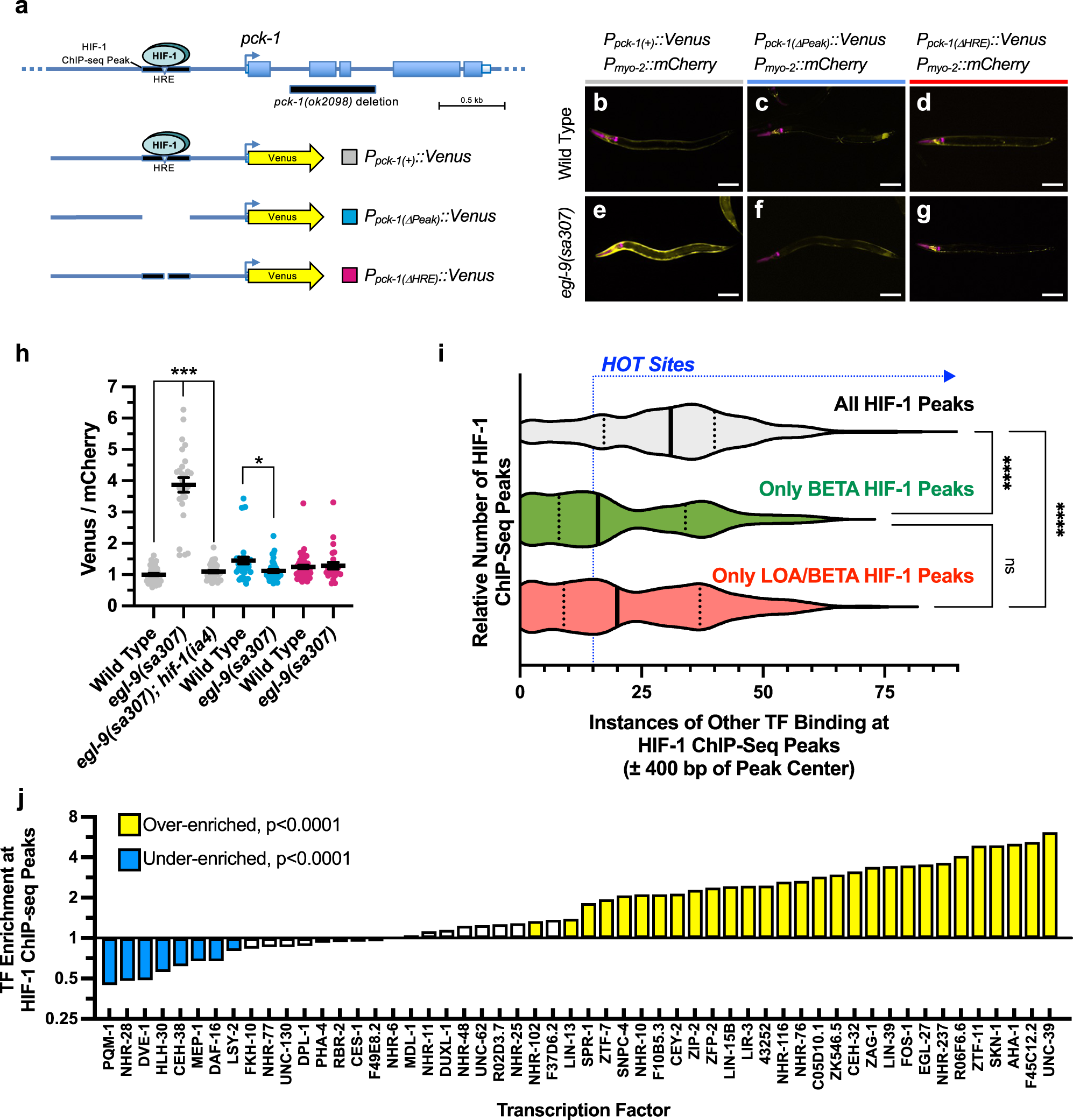 Fig. 2: Characterizing HIF-1 binding sites.