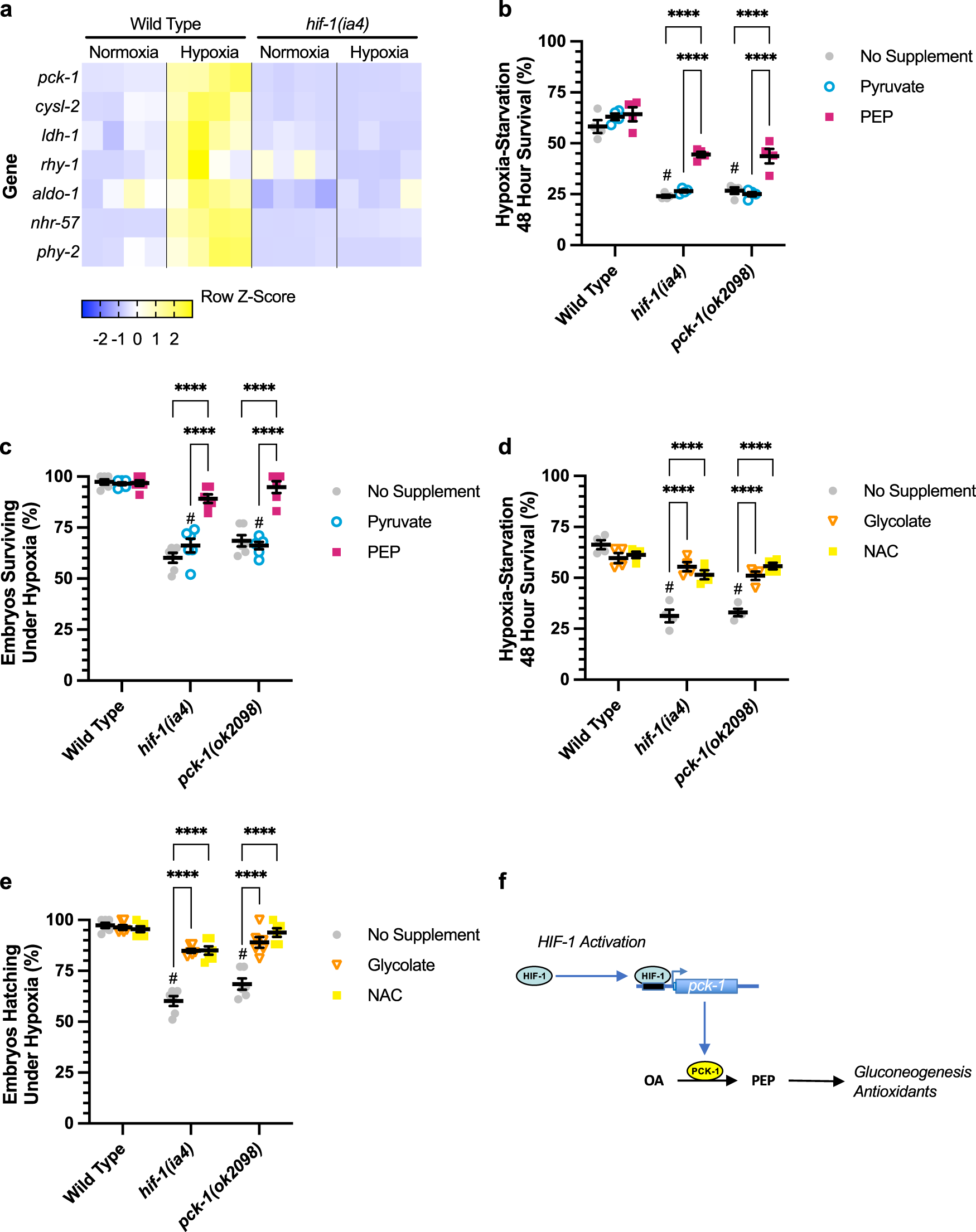 Fig. 4: HIF-1 targets required for adaptive survival.