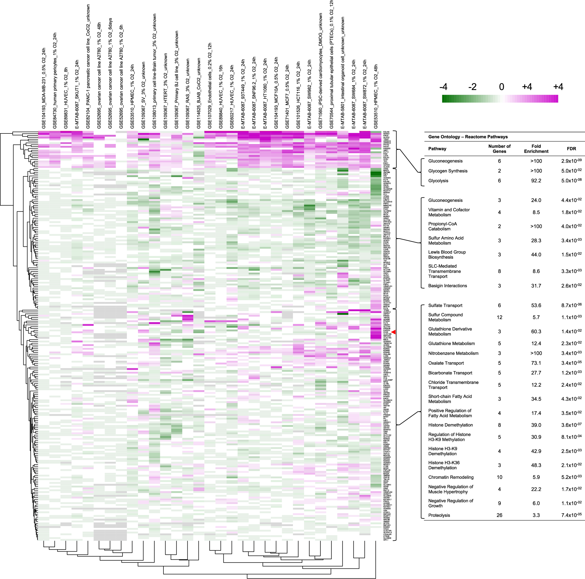 Fig. 5: Differential gene expression for human orthologs of HIF-1 direct targets across multiple independent experiments.
