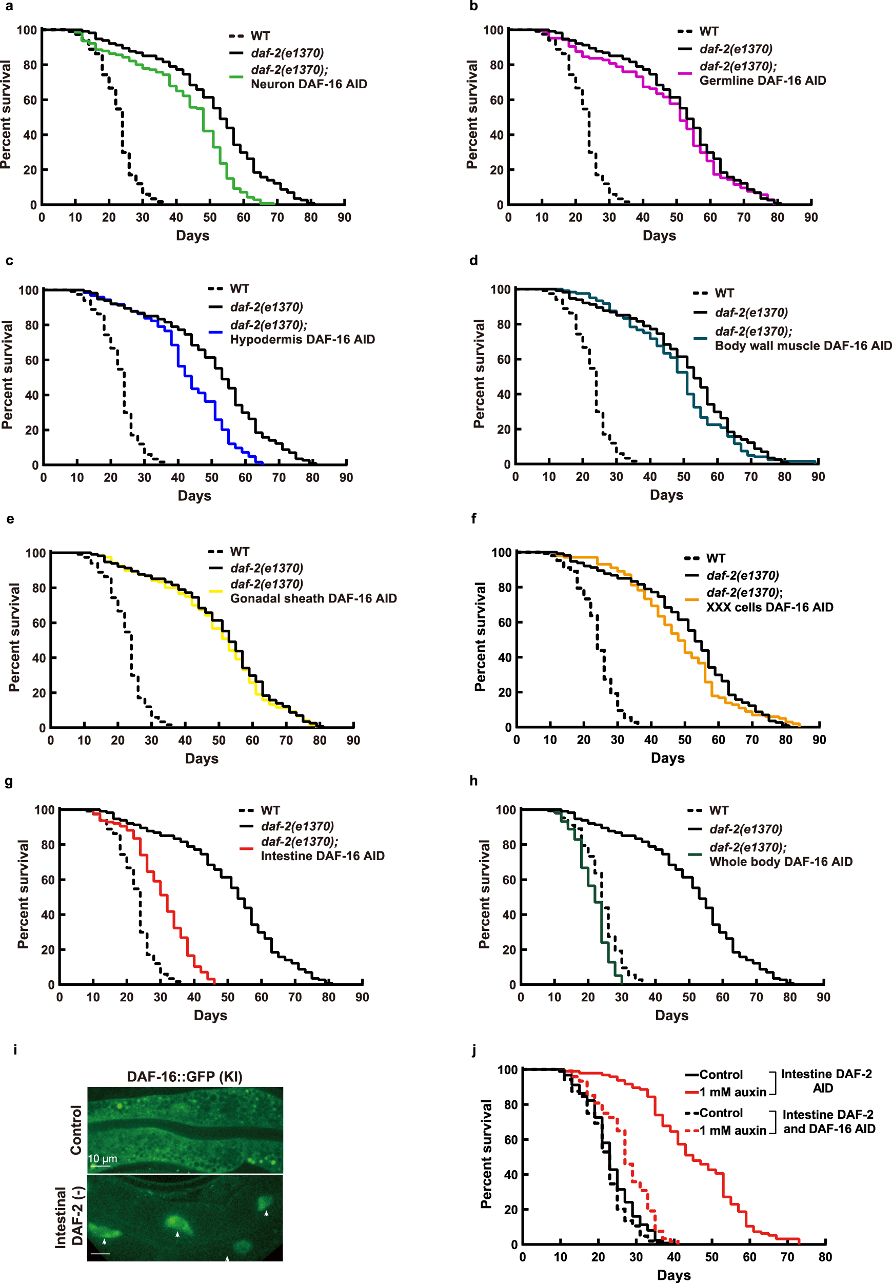 Fig. 4: Intestinal DAF-16 mediates daf-2(e1370) longevity.