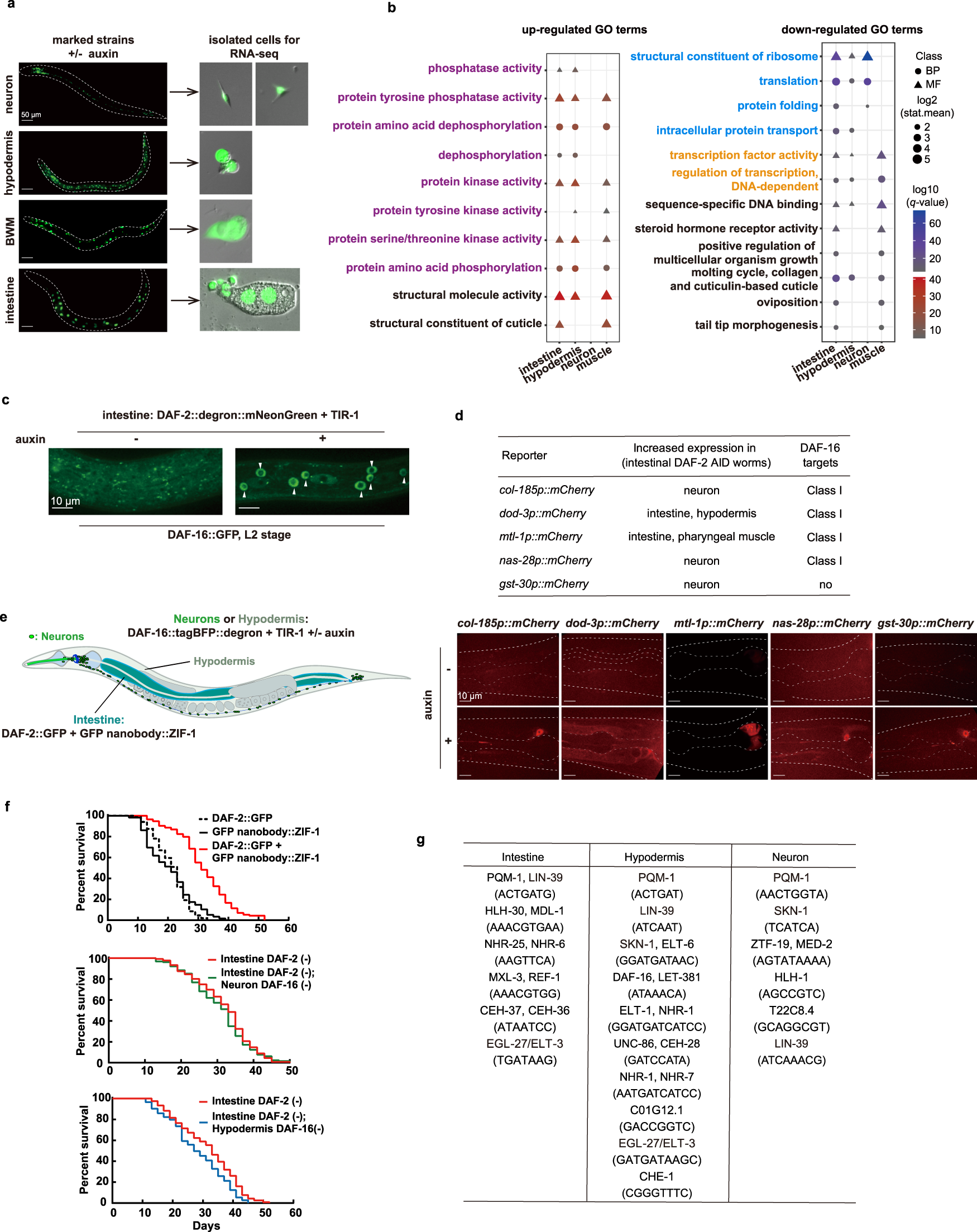 Fig. 7: Loss of intestinal DAF-2 triggered gene expression changes in other tissues through cross-tissue DAF-2 to DAF-16 signaling.
