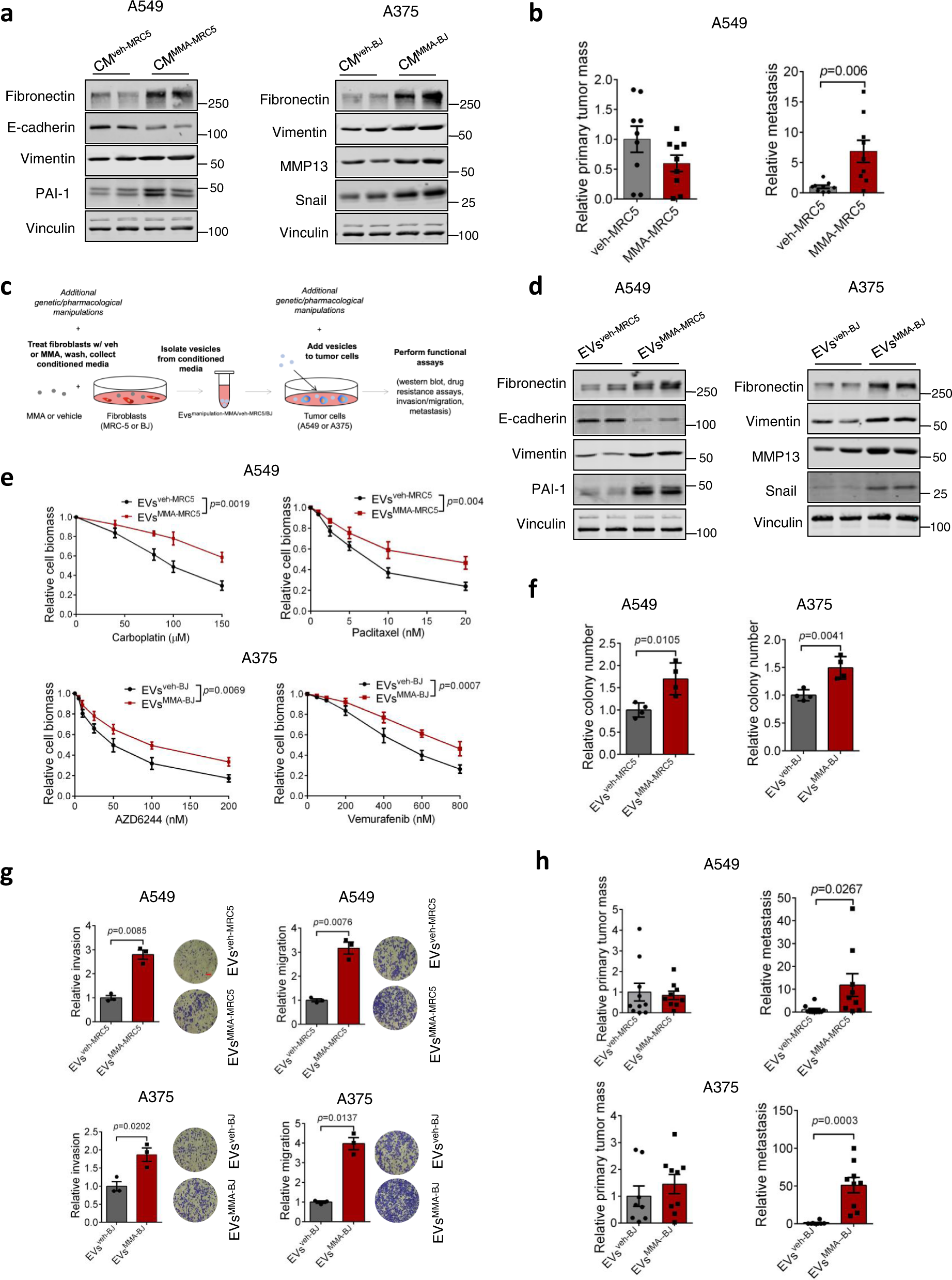 Fig. 2: EVs secreted by MMA-treated fibroblasts increase tumor aggressiveness.