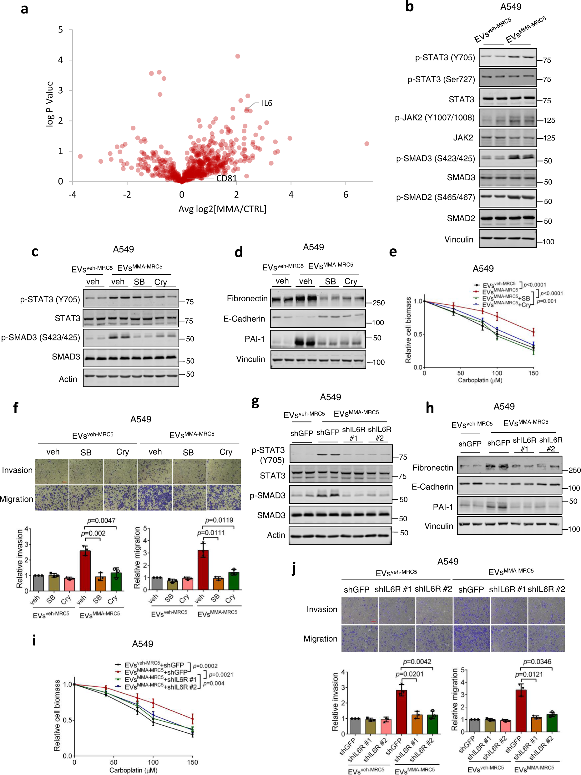 Fig. 3: IL-6 in the EVs of MMA-treated fibroblasts mediates pro-aggressive STAT-3 and TGFβ signaling in tumor cells.