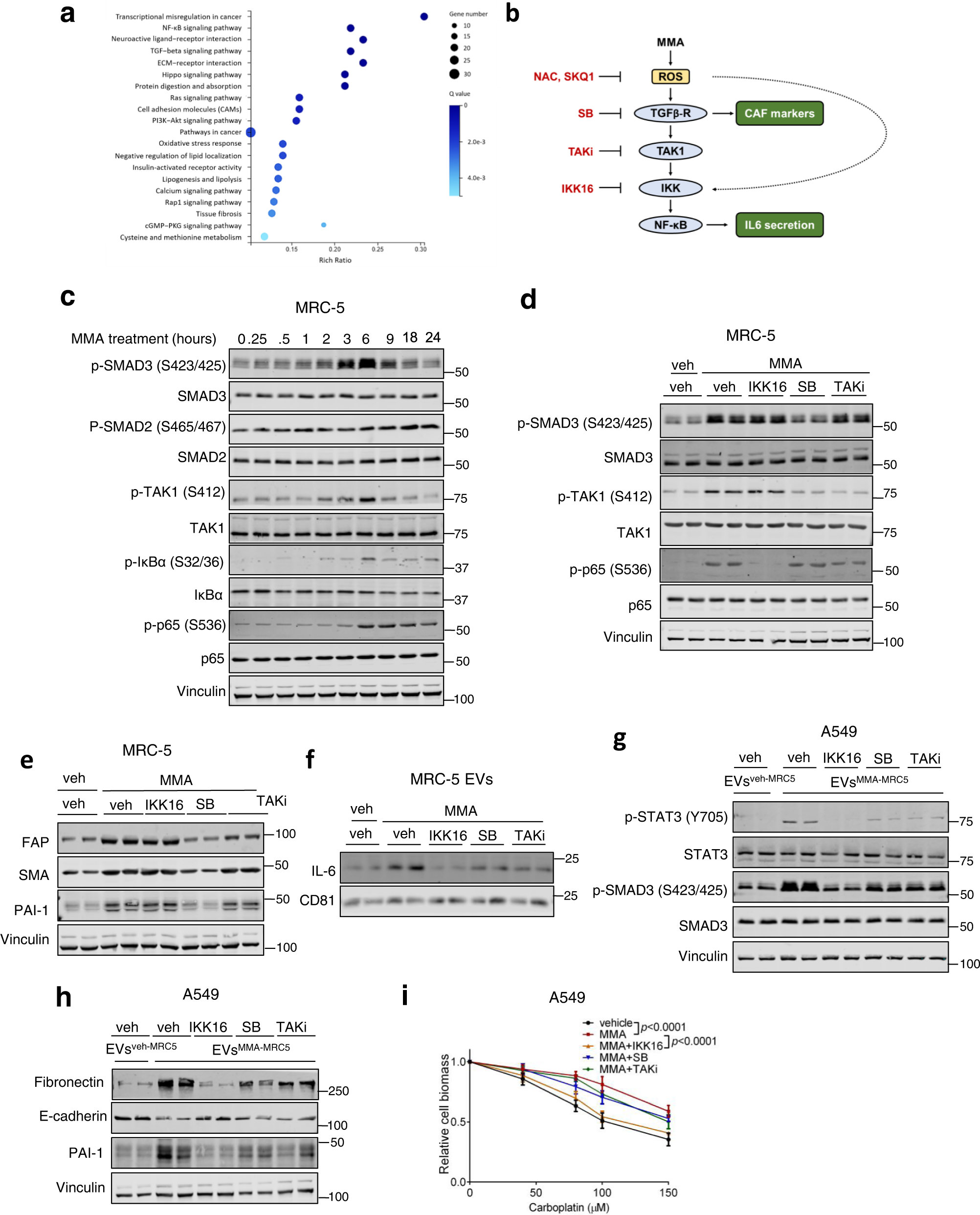 Fig. 4: MMA promotion of the CAF phenotype and EV-associated IL6 secretion occurs through TGF-β and NF-κB signaling.