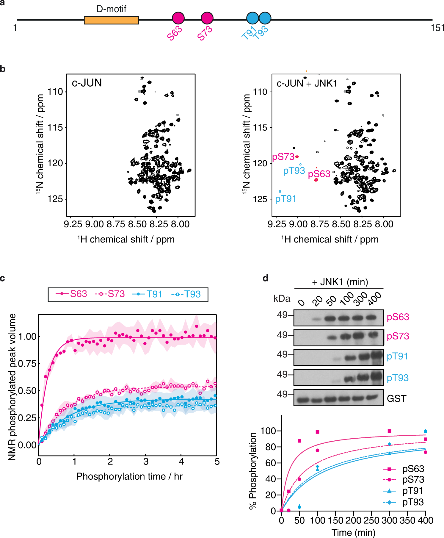 An intrinsic temporal order of c-JUN N-terminal phosphorylation regulates  its activity by orchestrating co-factor recruitment | Nature Communications