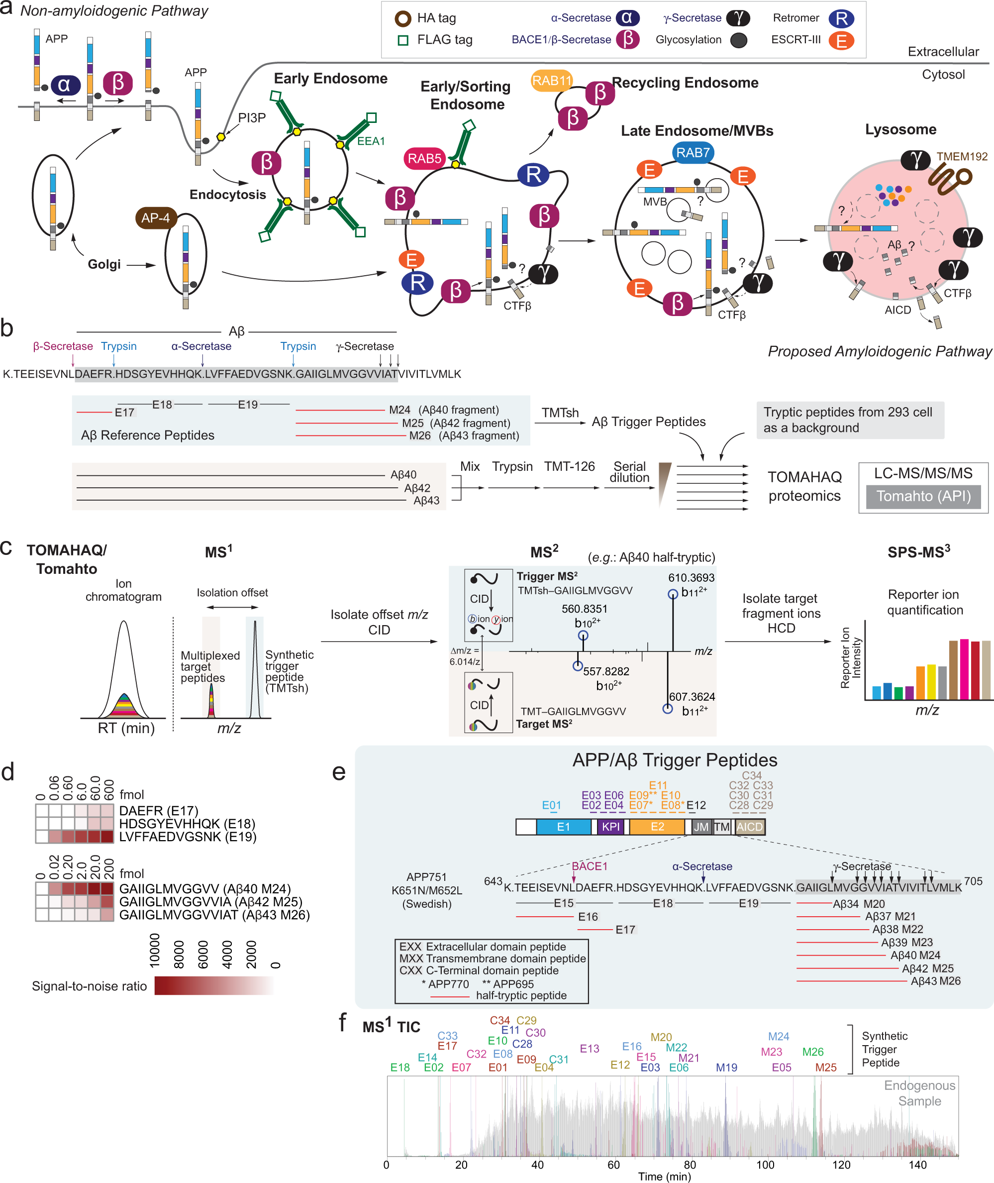 Fig. 4: A toolkit for analysis of APP processing in the endolysosomal system.