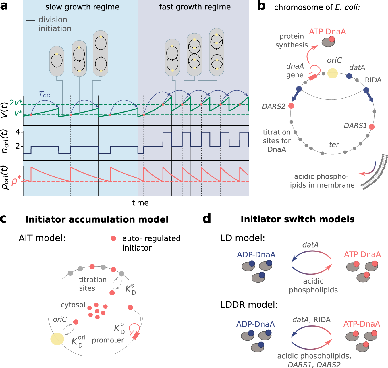 Robust replication initiation from coupled homeostatic mechanisms | Nature  Communications