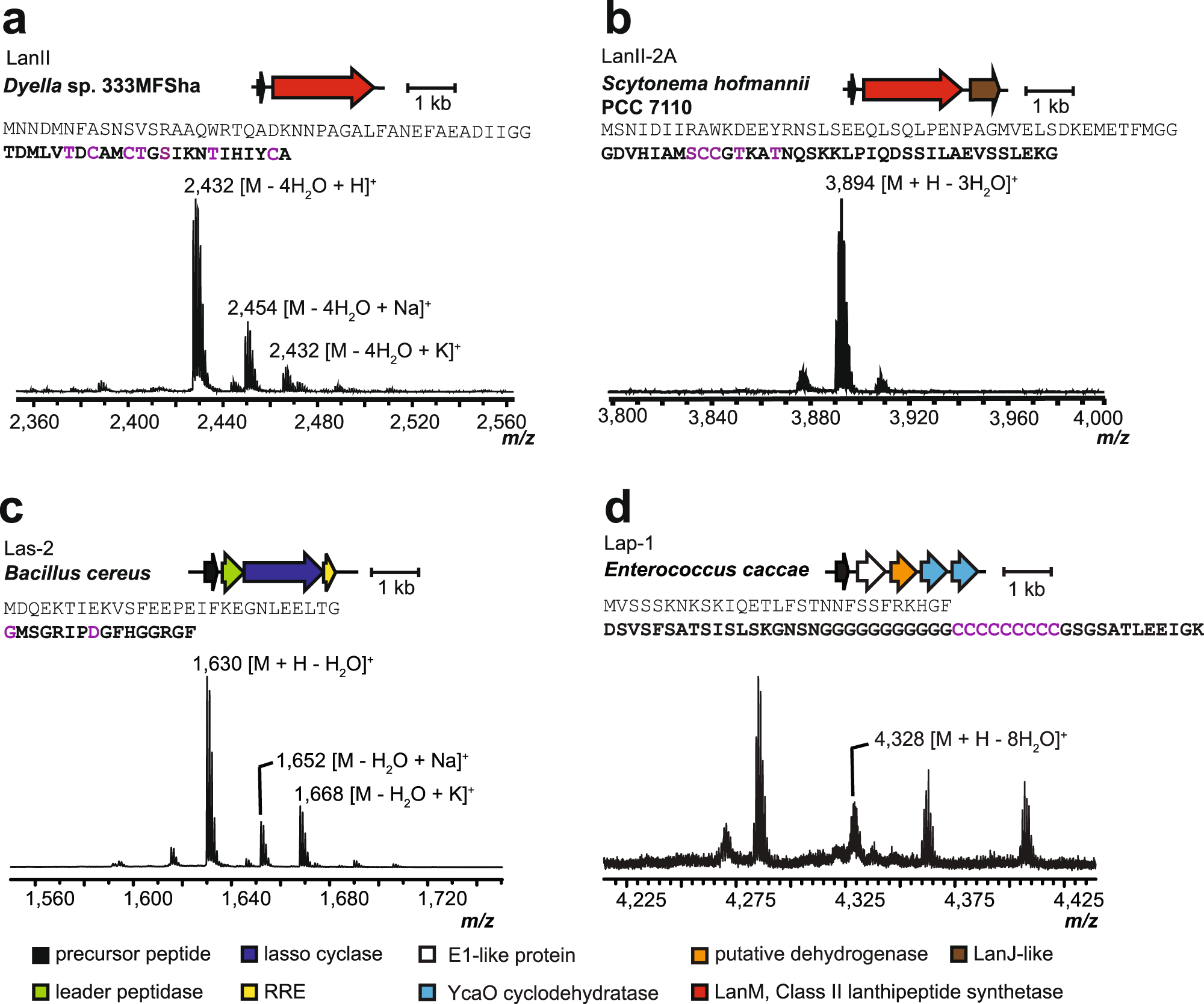 Fig. 5: MALDI-TOF MS data of representative products from refactored RiPP BGCs.