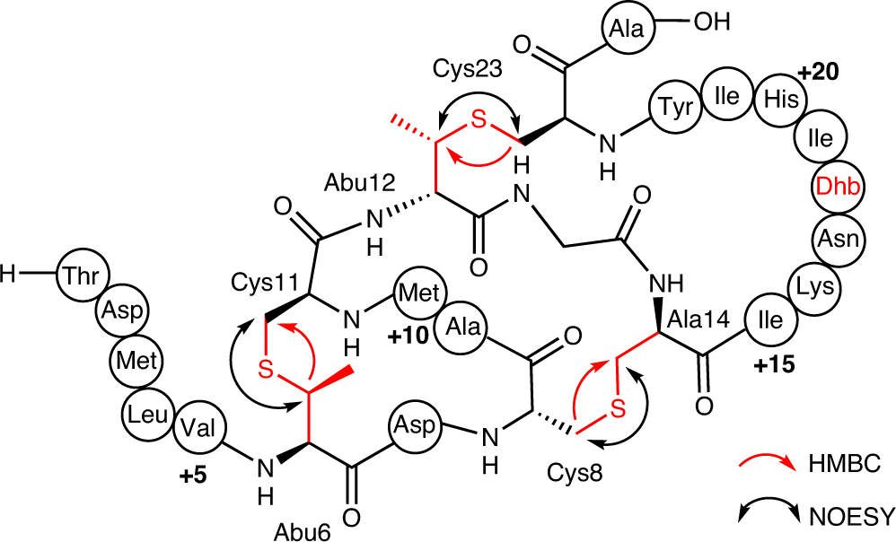 Fig. 6: Structure of AspN-digested product of the LanII BGC.