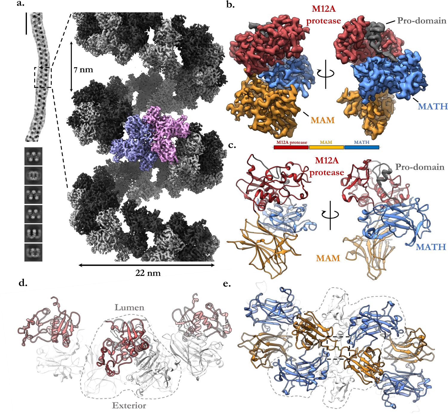 Helical ultrastructure of the metalloprotease meprin α in complex with a  small molecule inhibitor | Nature Communications