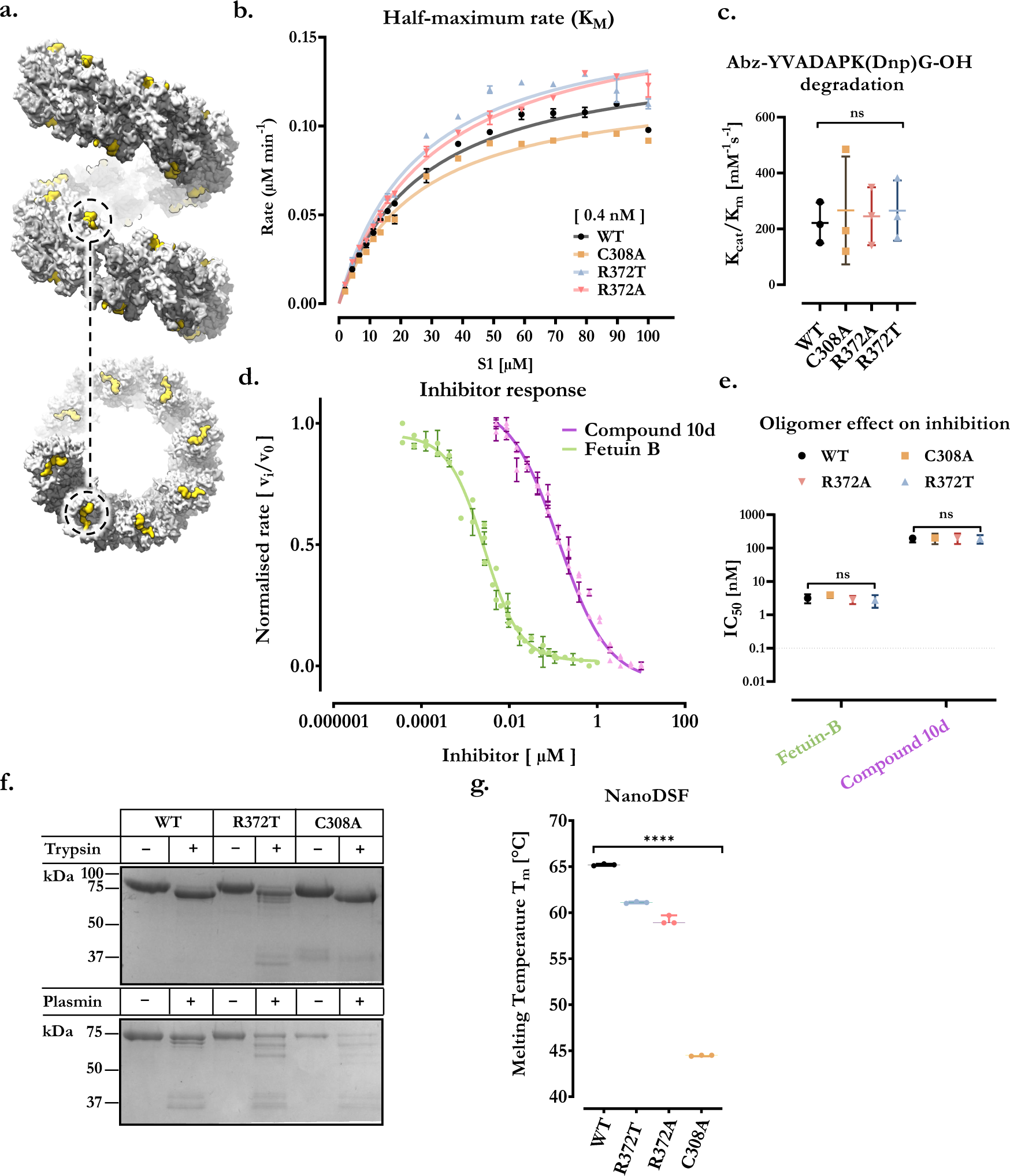 Fig. 3: Meprin α oligomers are proteolytically and thermally stable compared to lower-stoichiometry variants.