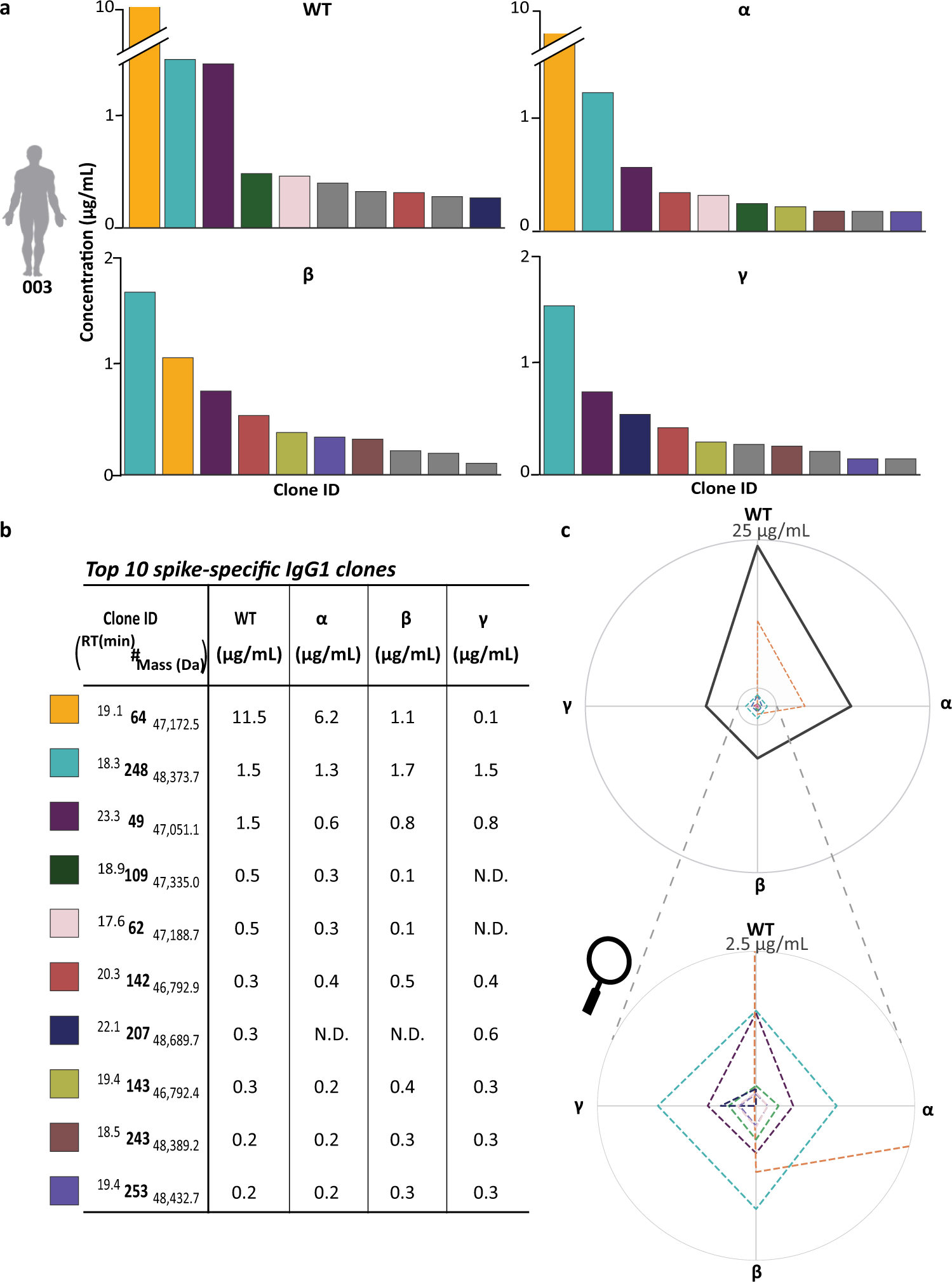 Fig. 3: Within a single donor, antigen directed IgG1 clones display distinctive cross-reactivity versus the VOCs S-protein variants.