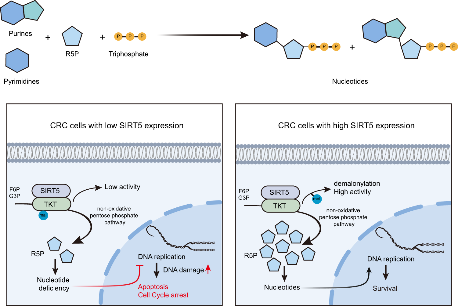 Fig. 9: Schematic model showing that SIRT5 promotes the non-oxidative PPP by interacting with TKT, resulting in TKT demalonylation and activation.