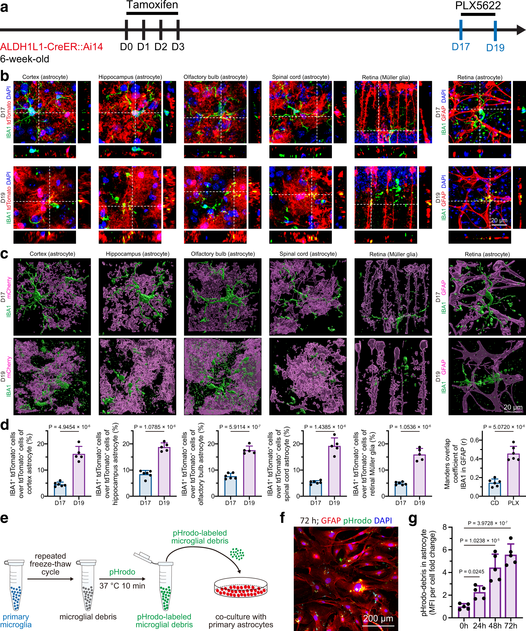 LIVE/DEAD Cell assay. a Control for live cells (normal astrocytes