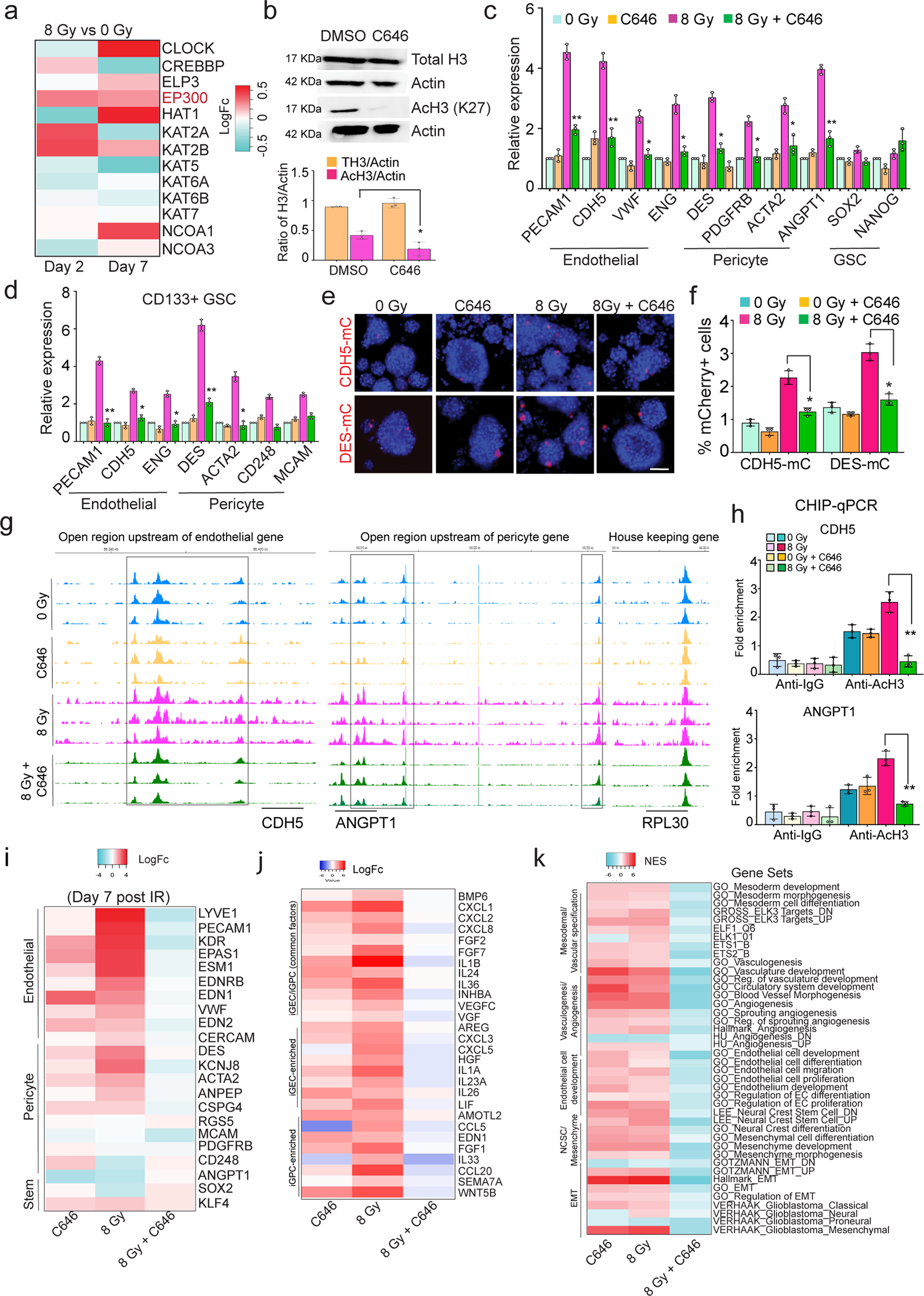 Fig. 6: Blocking P300 HAT activity inhibits radiation-induced epigenetic changes and vascular-like conversion in glioma cells.