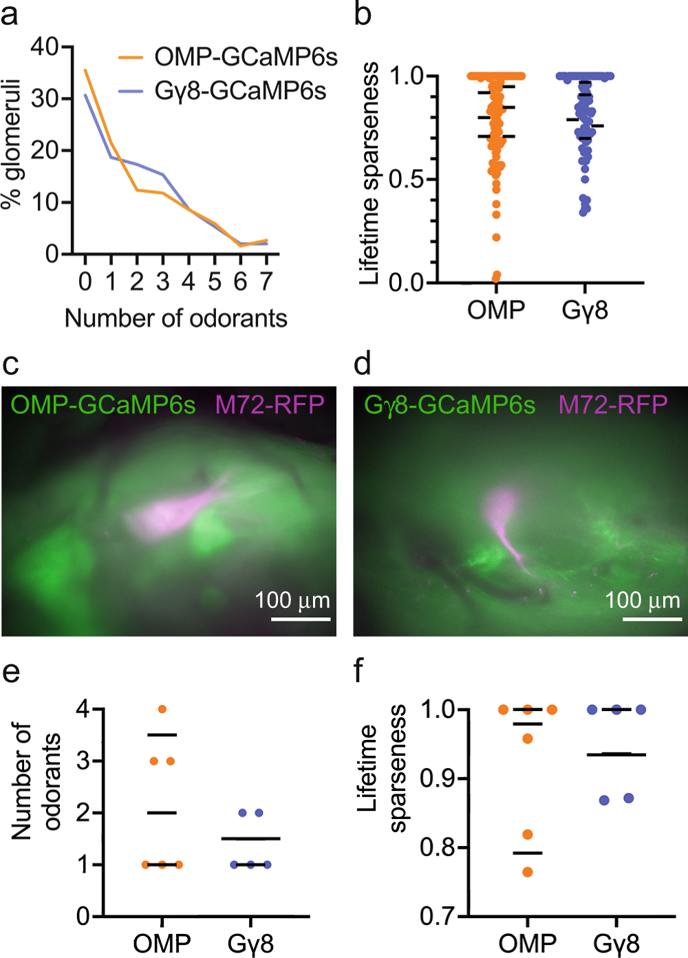 Fig. 5: Immature and mature OSN axons innervating the M72 glomerulus show similar odorant selectivity.