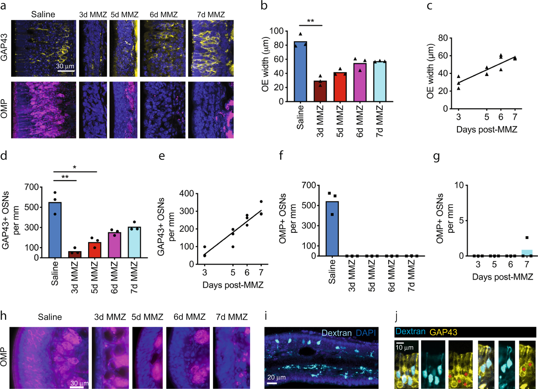 Fig. 9: The olfactory epithelium contains immature but not mature OSNs at early time points after methimazole administration.