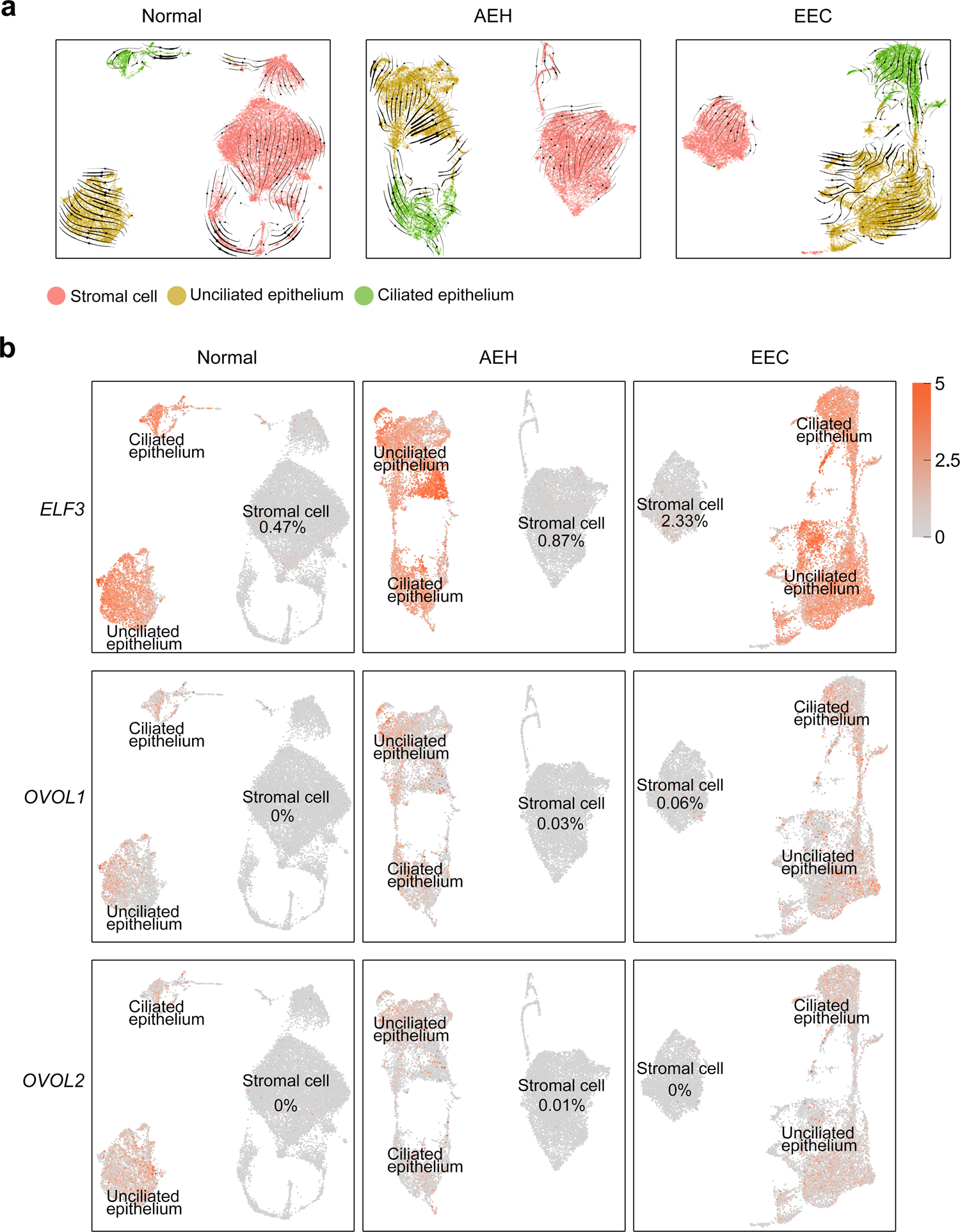 Fig. 2: Lineage trajectory of epithelium and stromal fibroblasts showed by RNA velocity analysis.