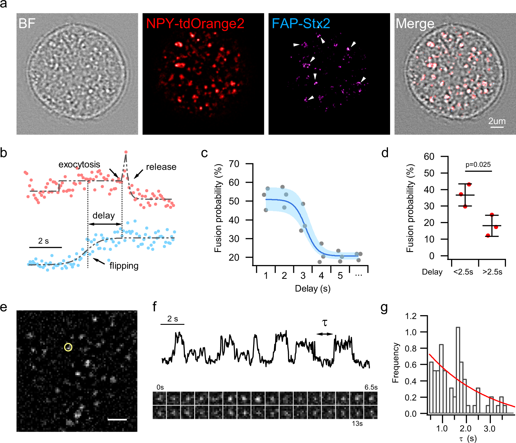 Fig. 5: Flip-out relieves Stx2 inhibition of the fusogenic SNARE complex.