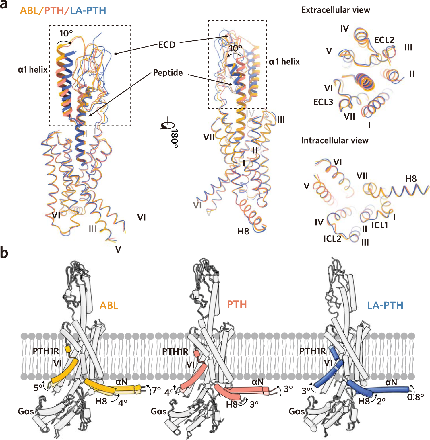 Fig. 2: Structural comparisons and dynamics of the peptide-bound PTH1R-Gs complexes.