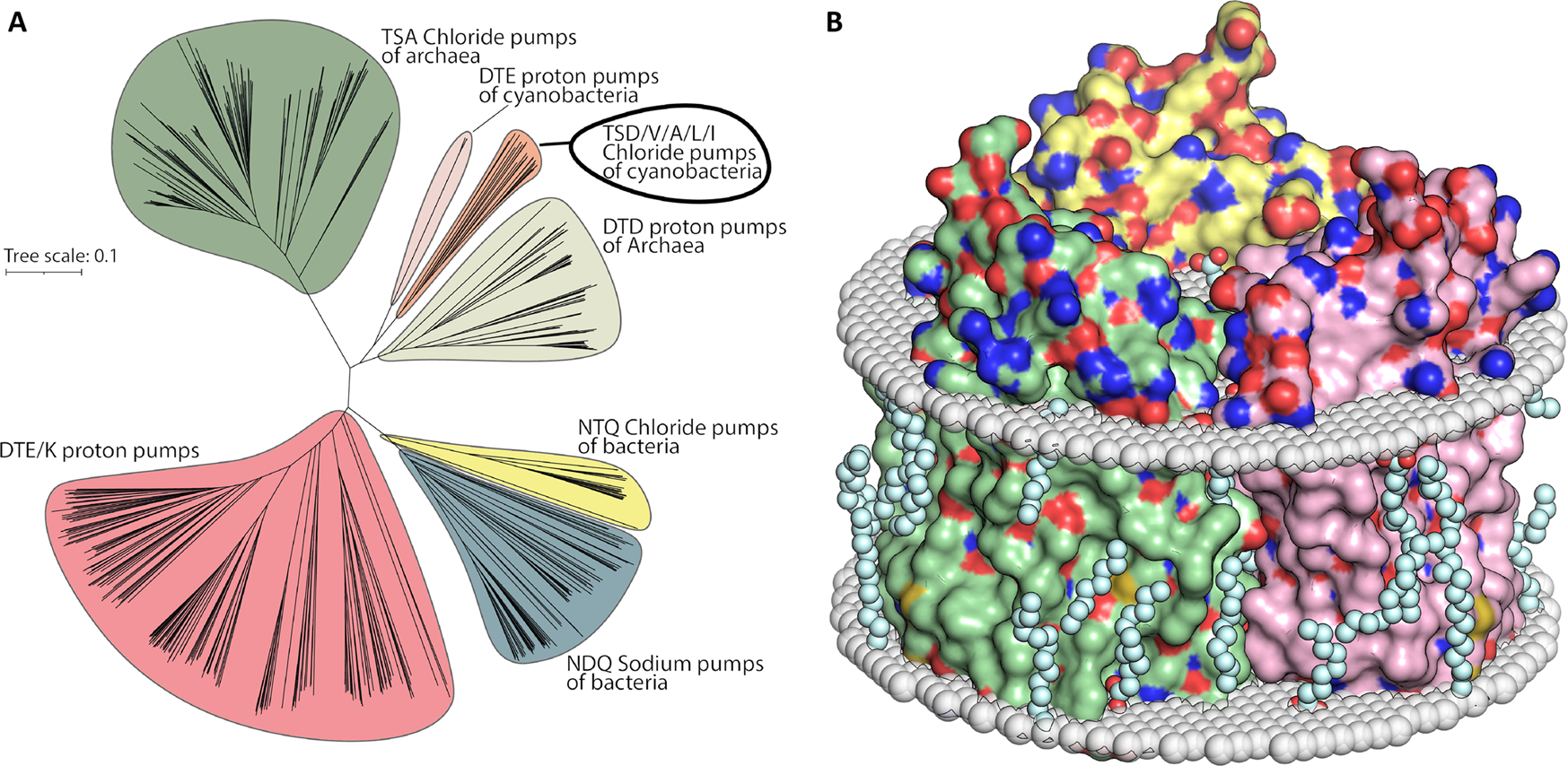 Structural insights into light-driven anion pumping in cyanobacteria |  Nature Communications