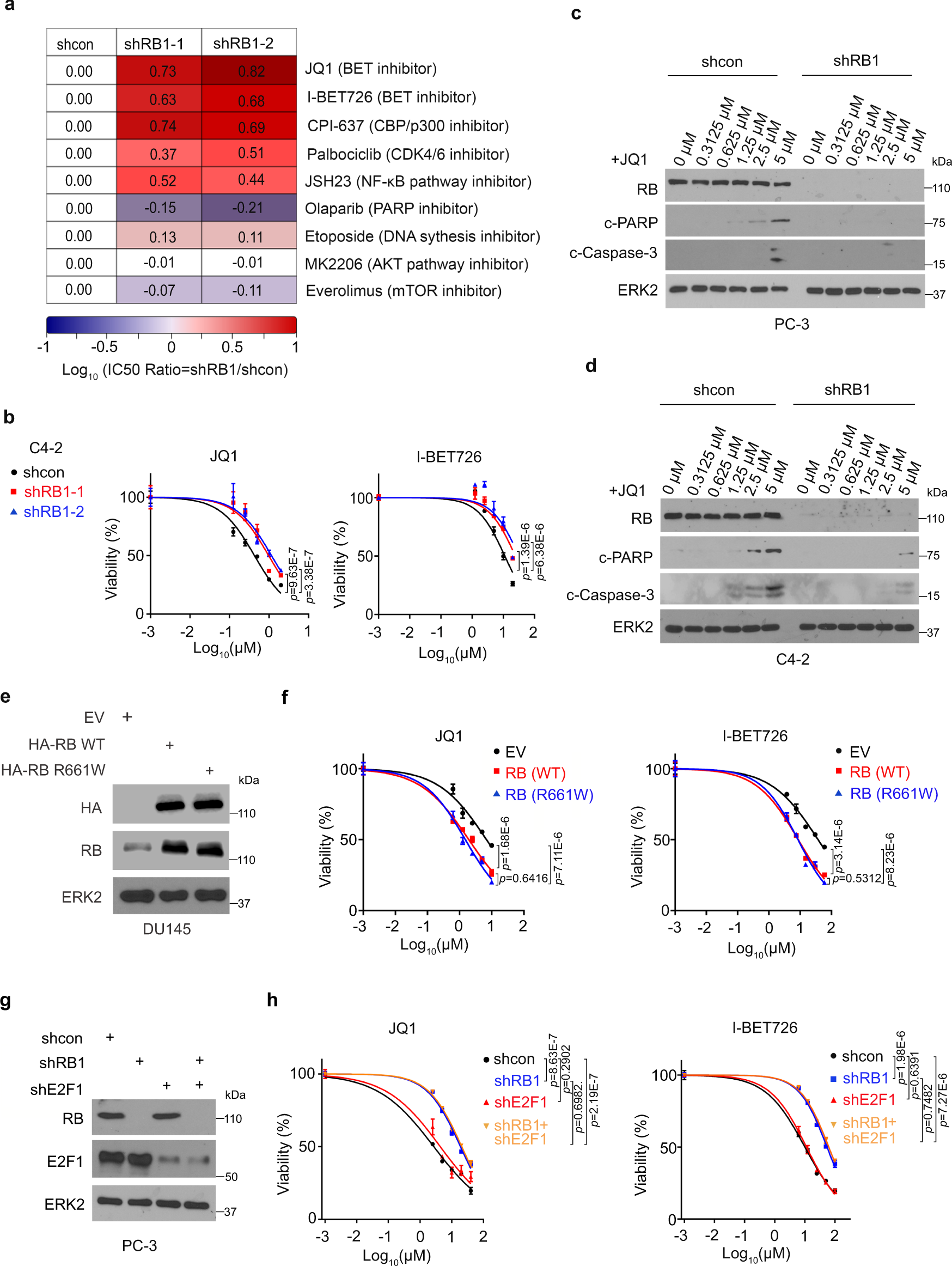 Retinoblastoma protein as an intrinsic BRD4 inhibitor modulates small  molecule BET inhibitor sensitivity in cancer | Nature Communications
