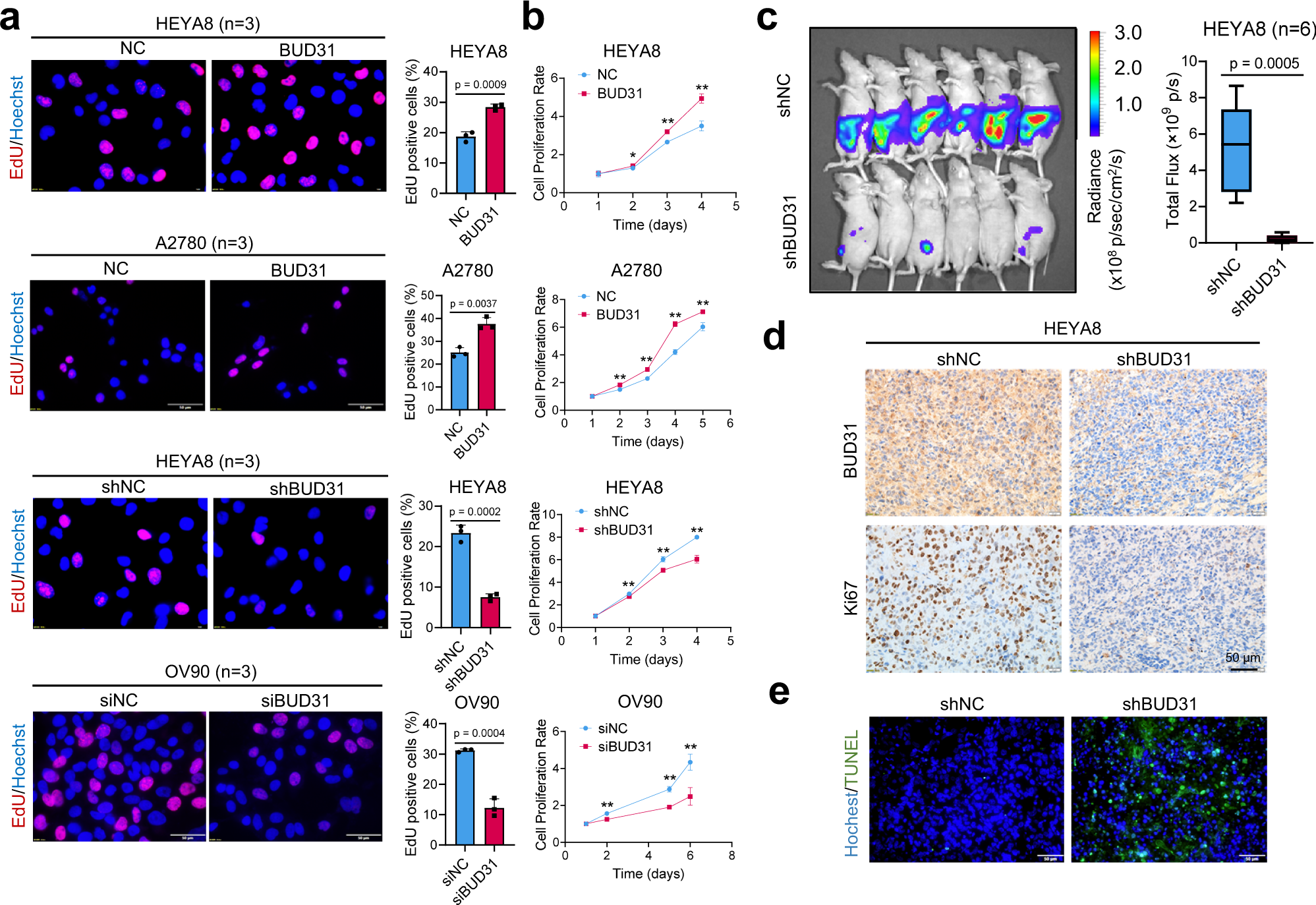 Fig. 3: BUD31 promotes proliferation and xenograft tumor growth in ovarian cancer.