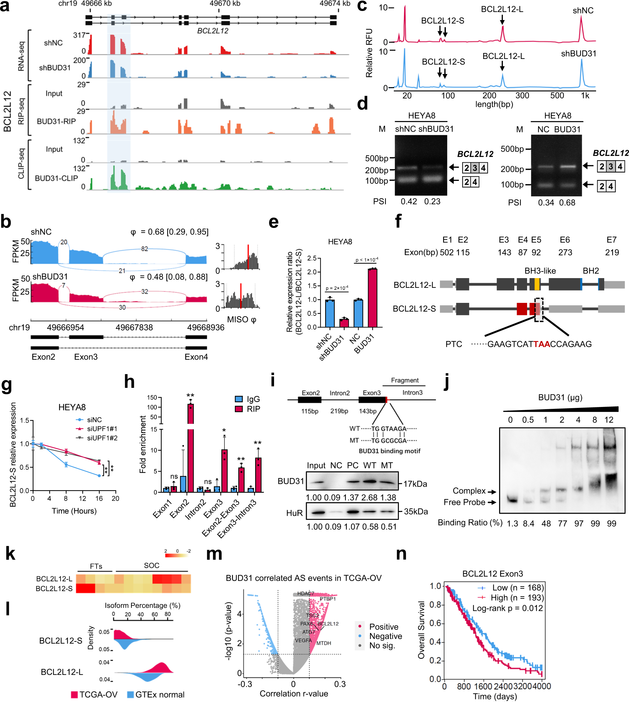 Fig. 6: BUD31 promotes BCL2L12 exon 3 inclusion through direct binding to the pre-mRNA.