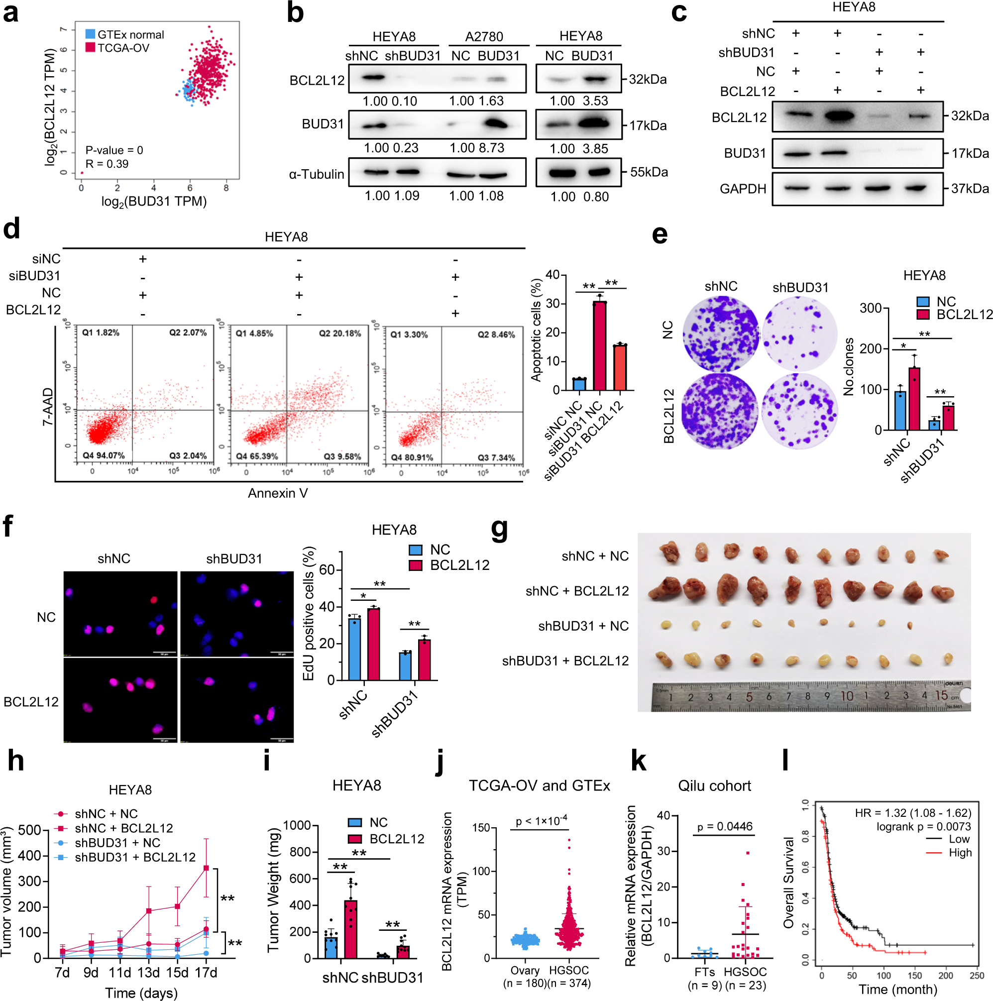 Fig. 7: The oncogenic roles of BUD31 in ovarian cancer partially rely on BCL2L12 expression.