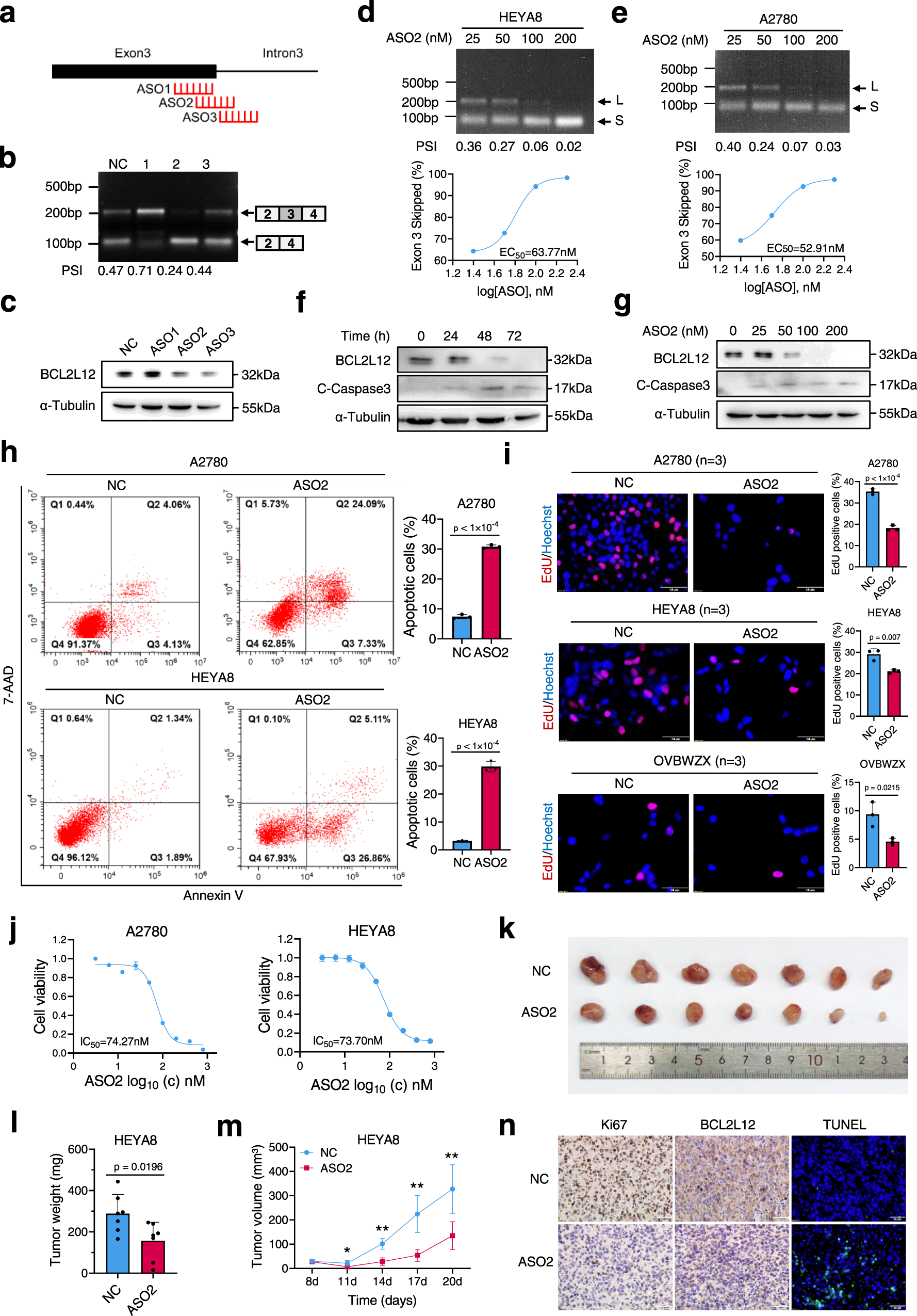 Fig. 8: ASO-mediated BCL2L12 exon skipping induces apoptosis of ovarian cancer cells.