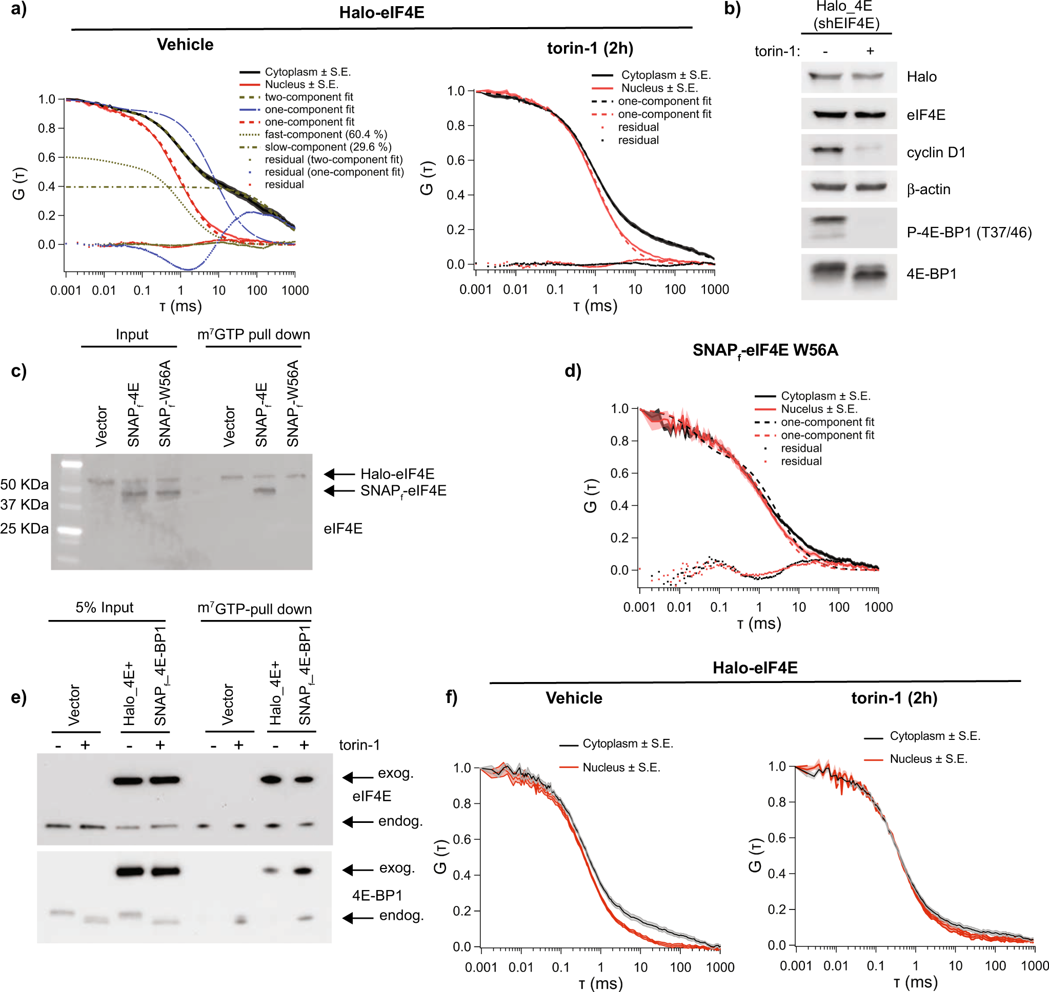 Cap-dependent translation initiation monitored in living cells