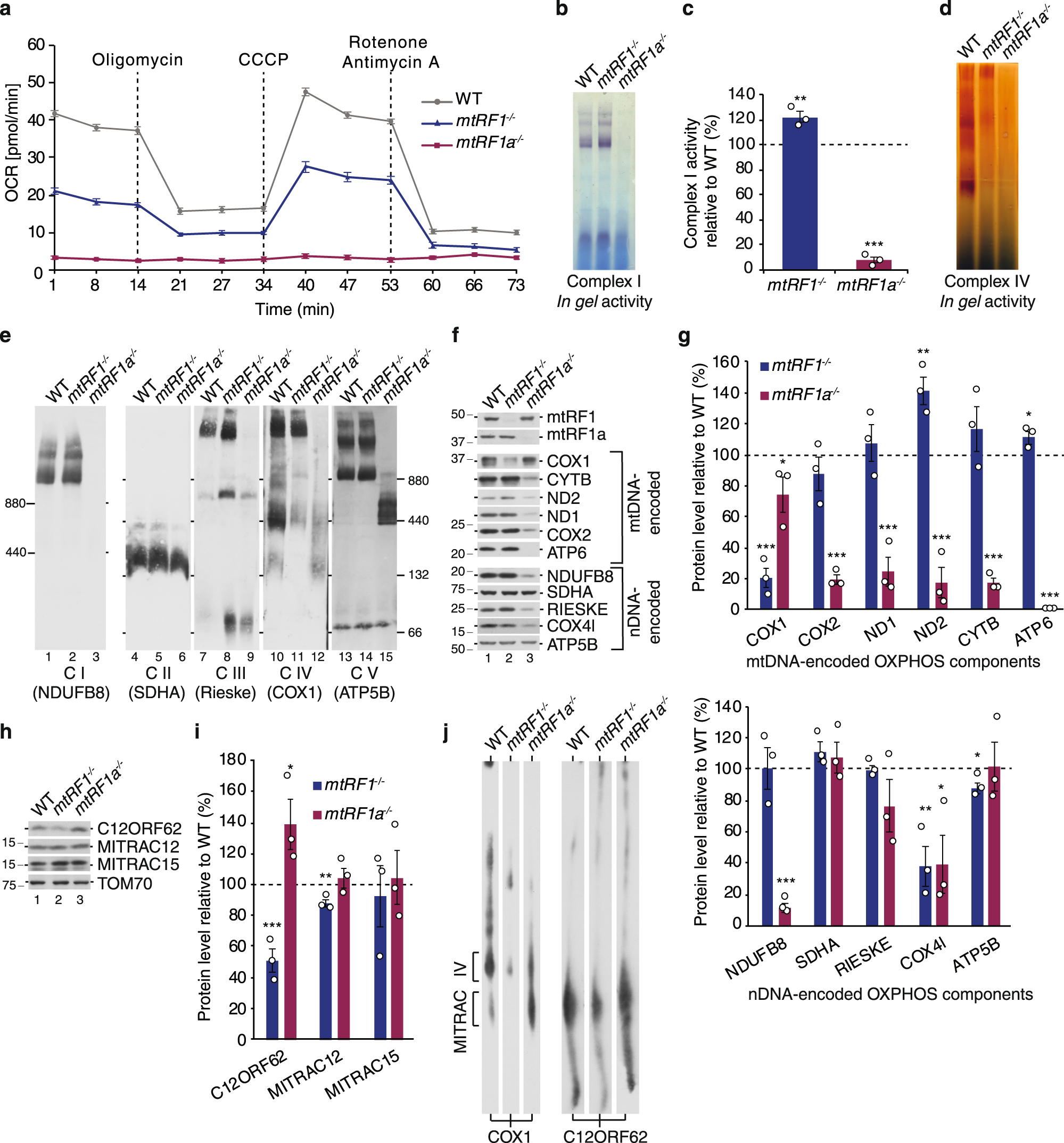 Fig. 2: Ablation of mitochondrial release factors affects OXPHOS.