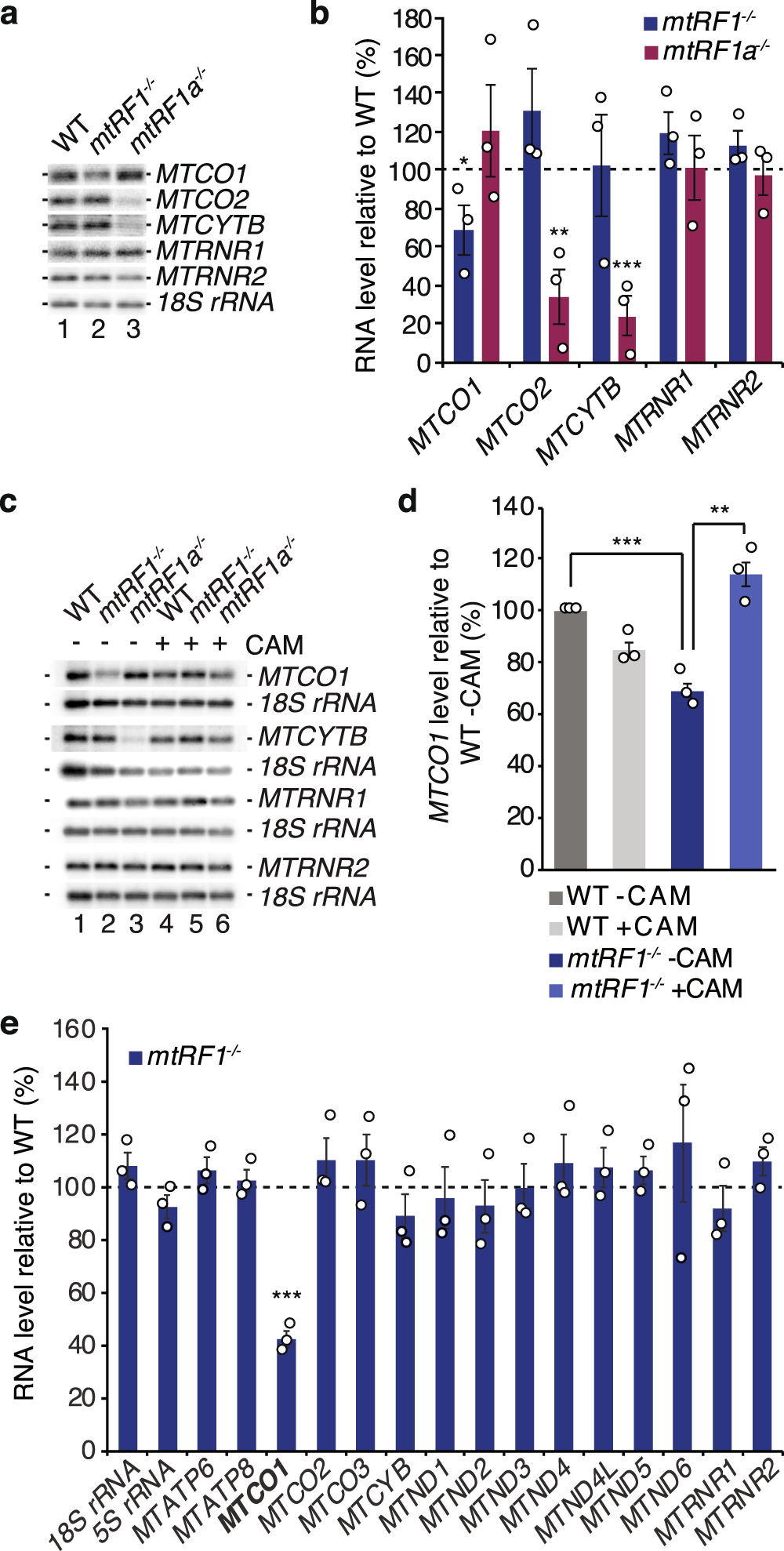 Fig. 4: Mitochondrial transcripts are altered upon ablation of mtRF1 or mtRF1a.