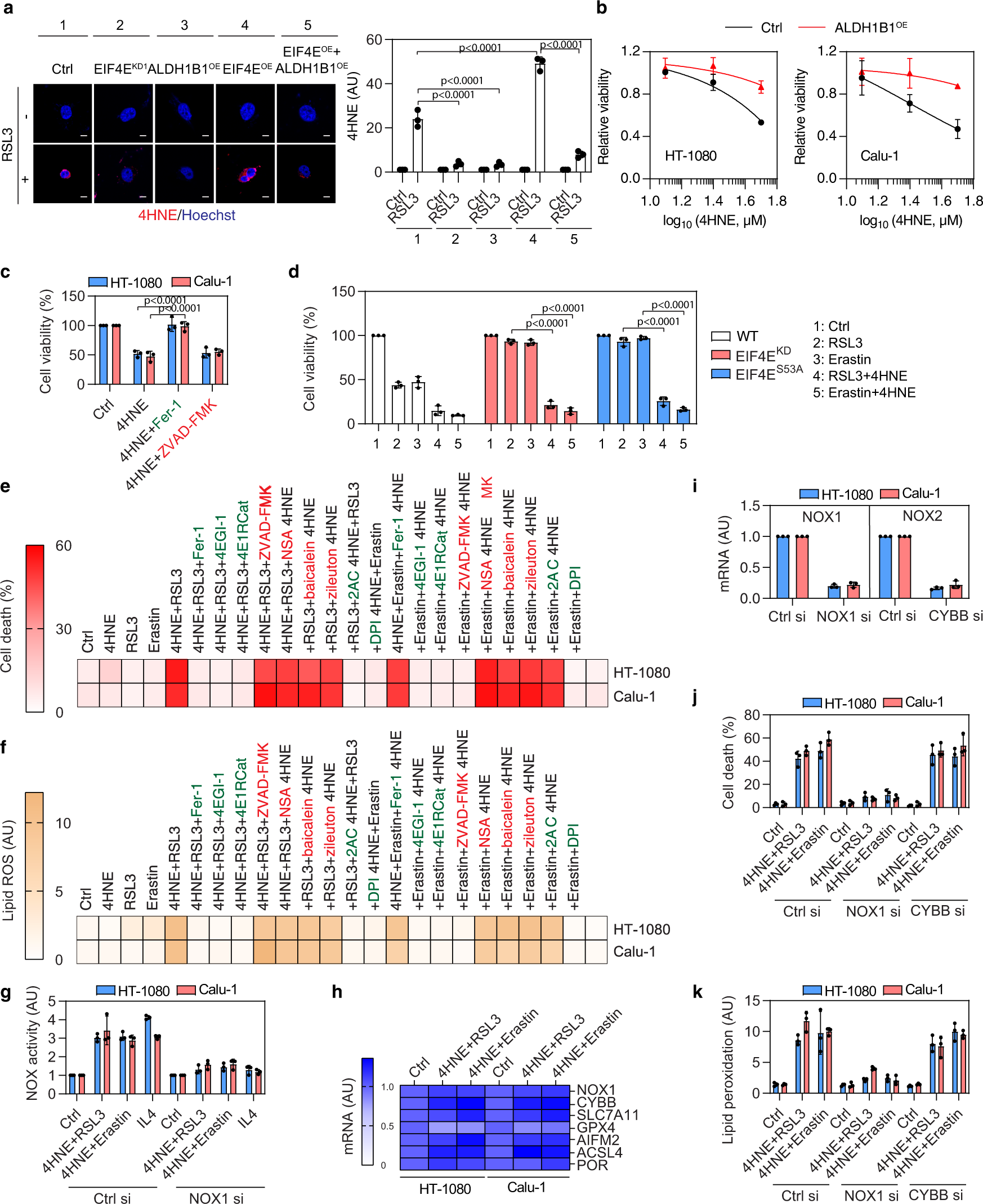 Fig. 4: 4HNE is a product and mediator of ferroptosis.