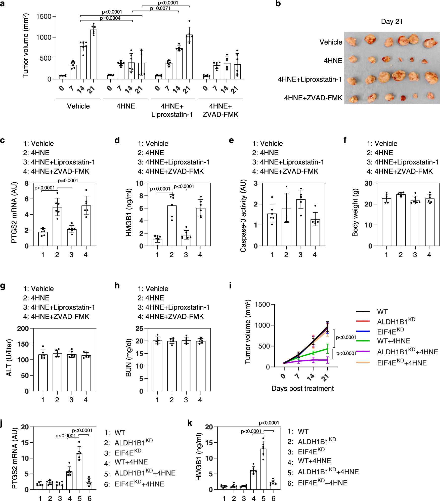 Fig. 6: 4HNE suppresses tumor growth by inducing ferroptosis in vivo.
