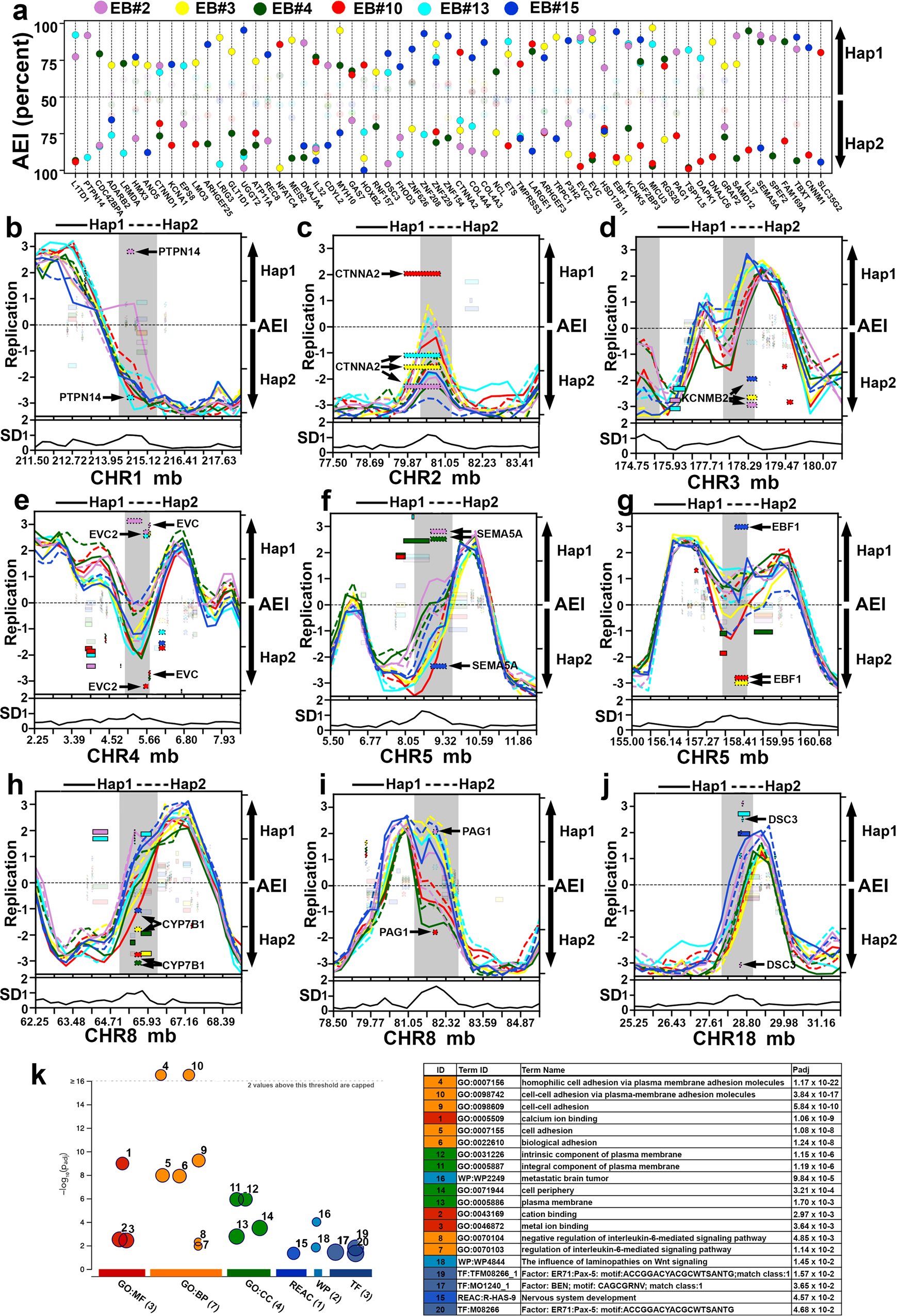 Fig. 5: Haplotype resolved expression and replication of protein coding genes.