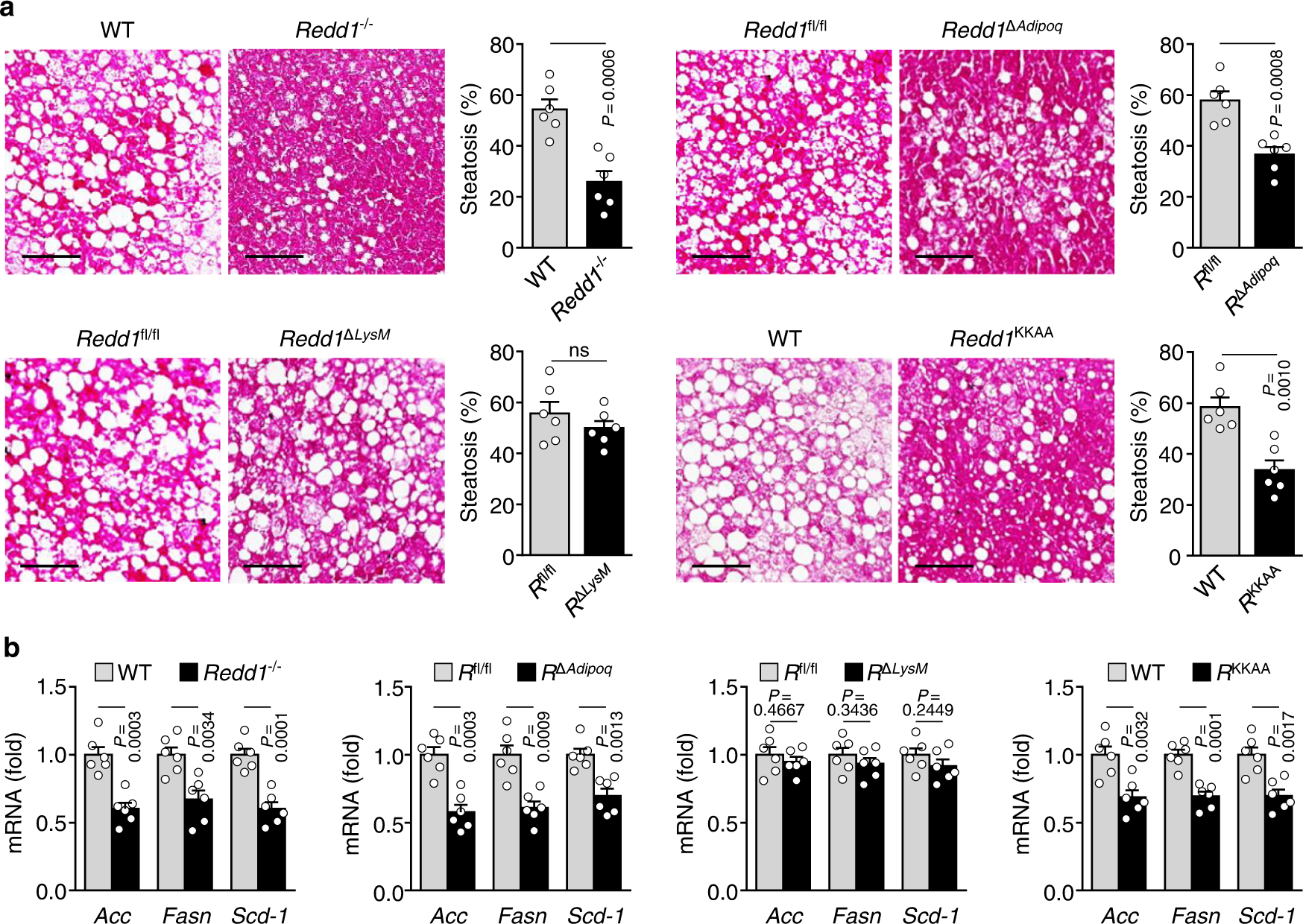 Fig. 8: Global or adipocyte-specific loss of Redd1 prevents HFD-induced hepatic steatosis.
