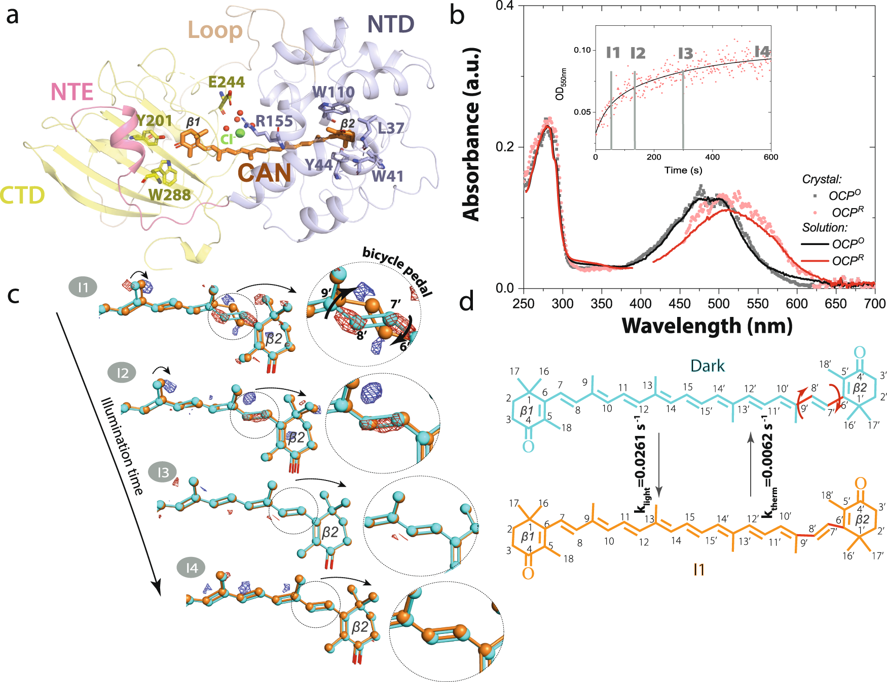 Light activation of Orange Carotenoid Protein reveals bicycle-pedal  single-bond isomerization | Nature Communications