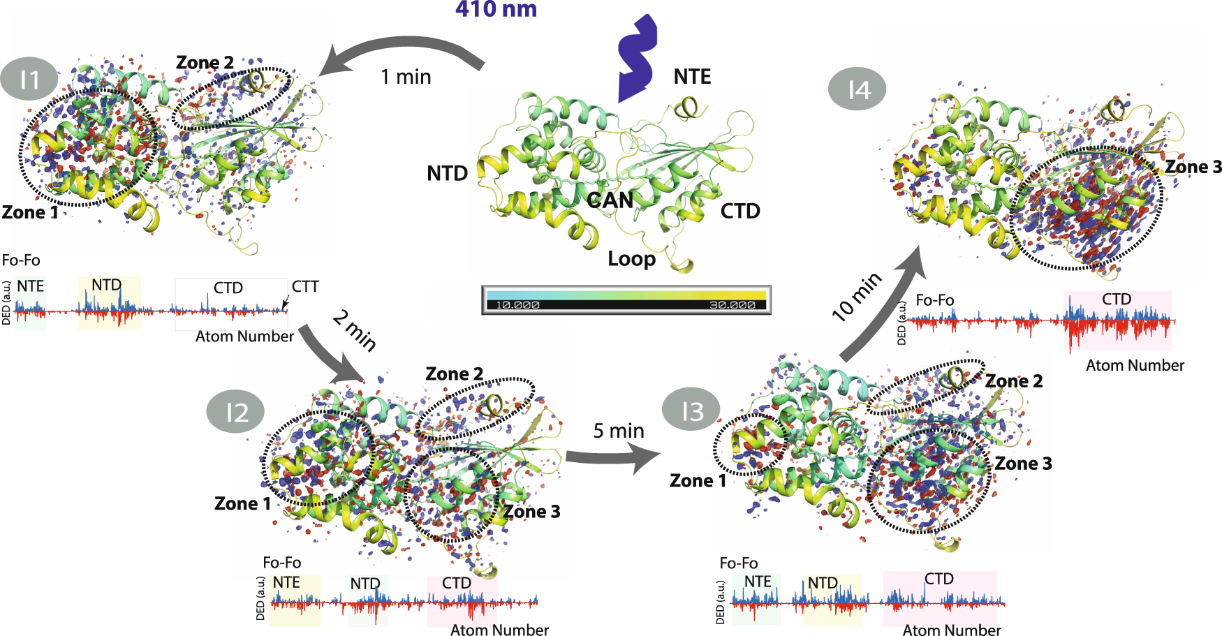Fig. 5: Overall structural effect of illumination on OCP structure.