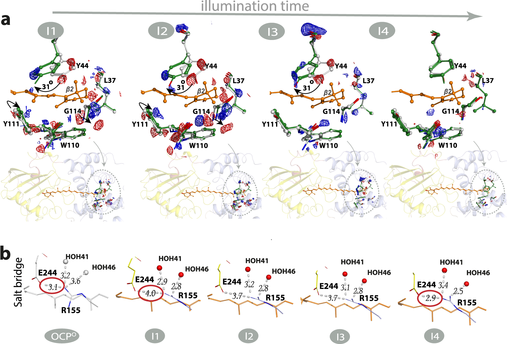 Fig. 6: OCP structural changes in I1–I4 states upon illumination.