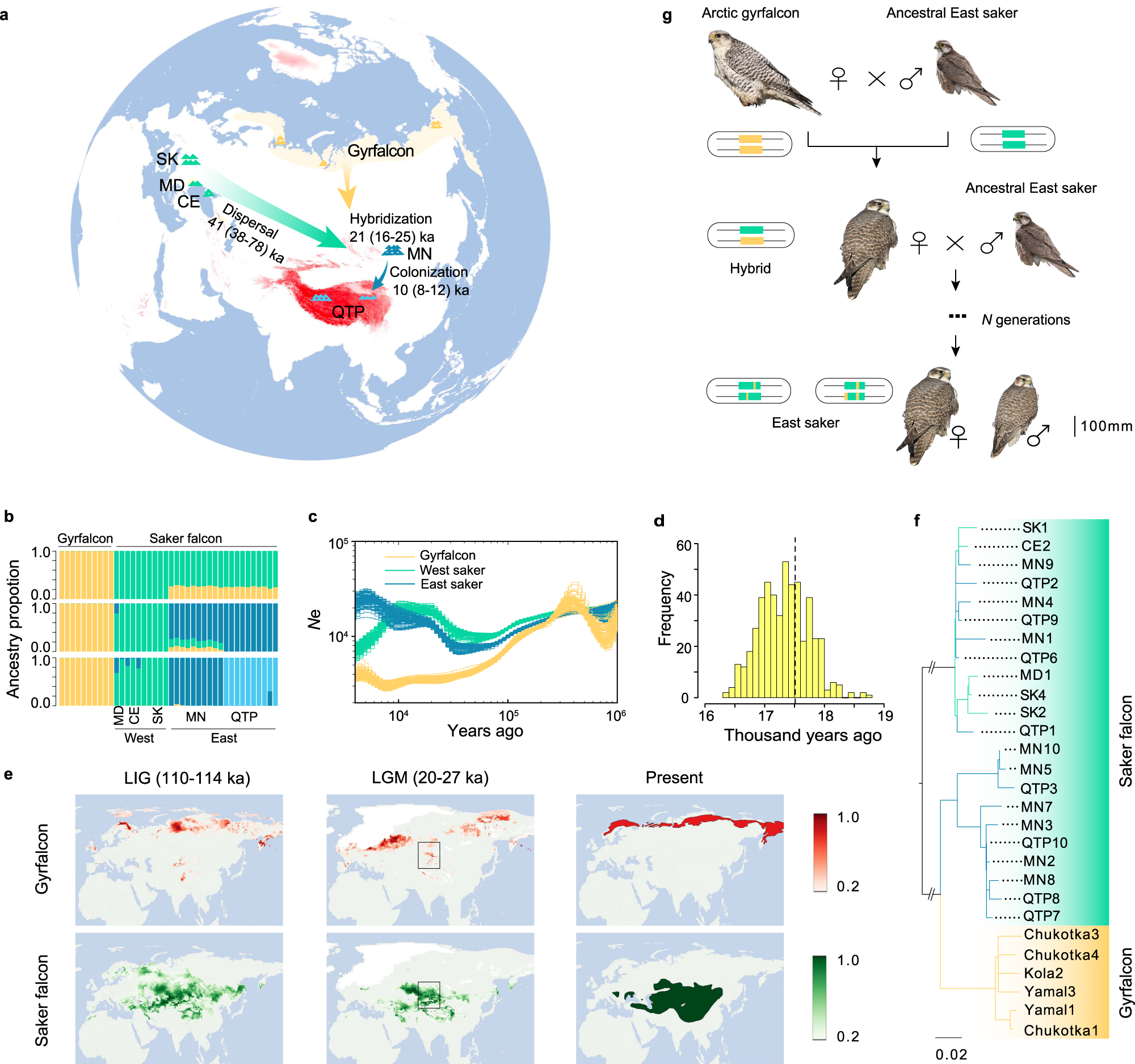 Arctic introgression and chromatin regulation facilitated rapid  Qinghai-Tibet Plateau colonization by an avian predator | Nature  Communications