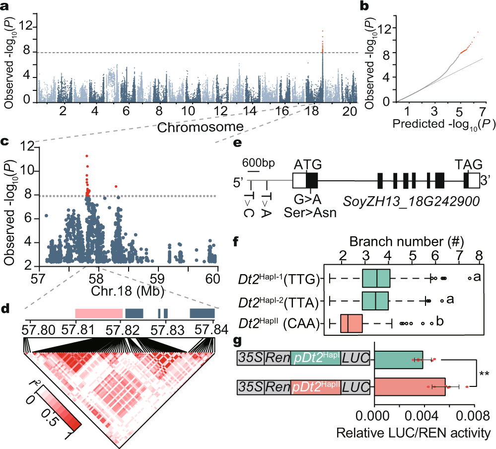 Fig. 1: GWAS of branch number and haplotype analysis of Dt2 in soybean.
