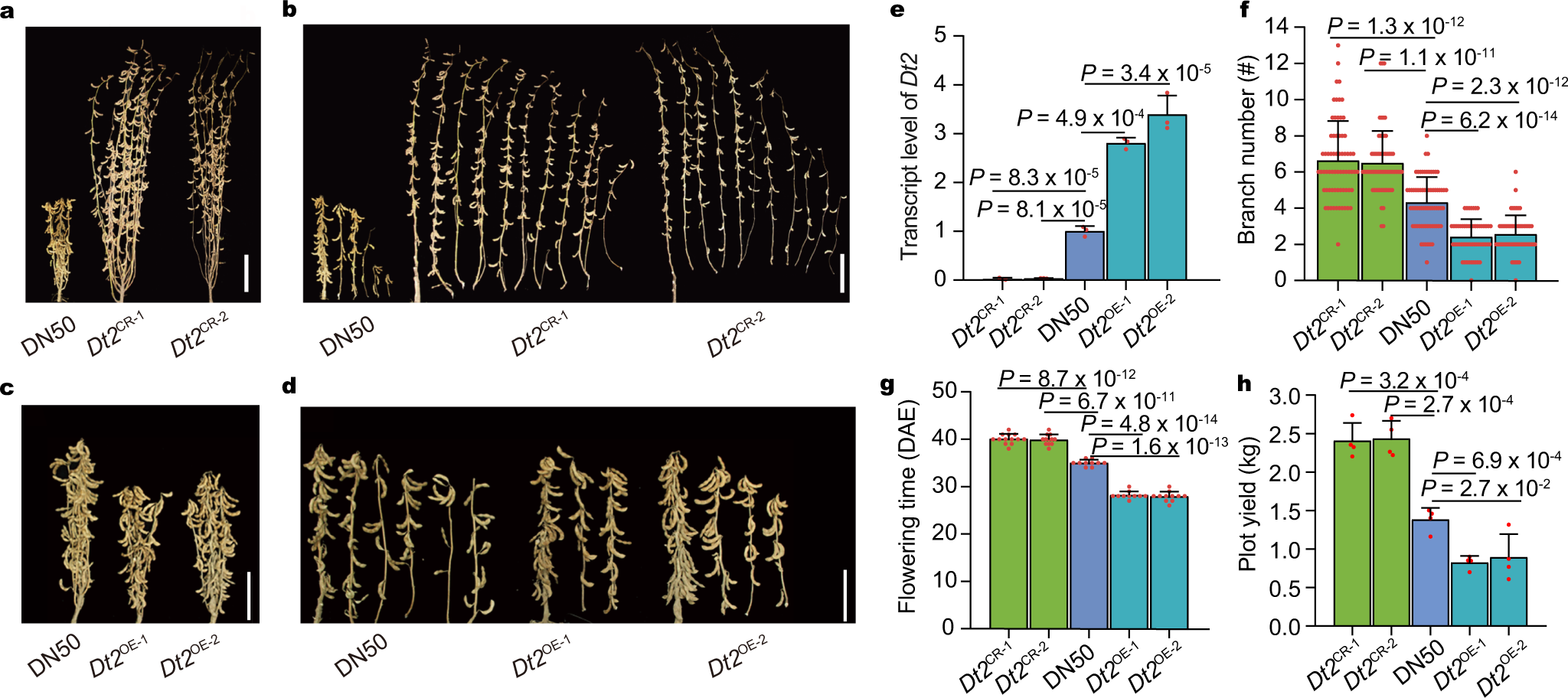 Fig. 2: Dt2 negatively regulates the branch number.