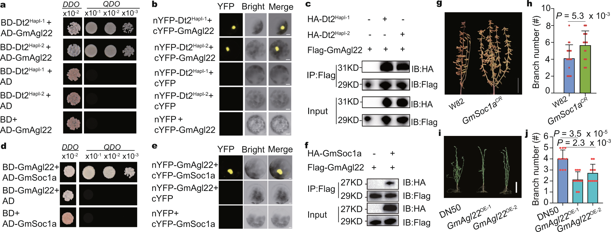 Fig. 3: Dt2, GmAgl22 and GmSoc1a could interact with each other and affect the branch number.