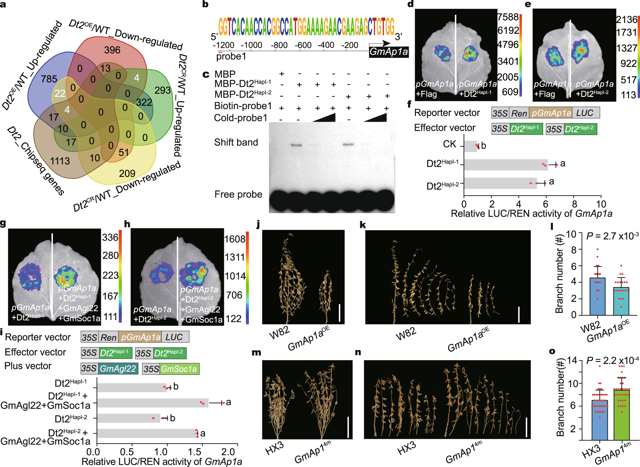 Fig. 4: Dt2 directly binds the promoter of GmAp1a and positively regulates its expression.