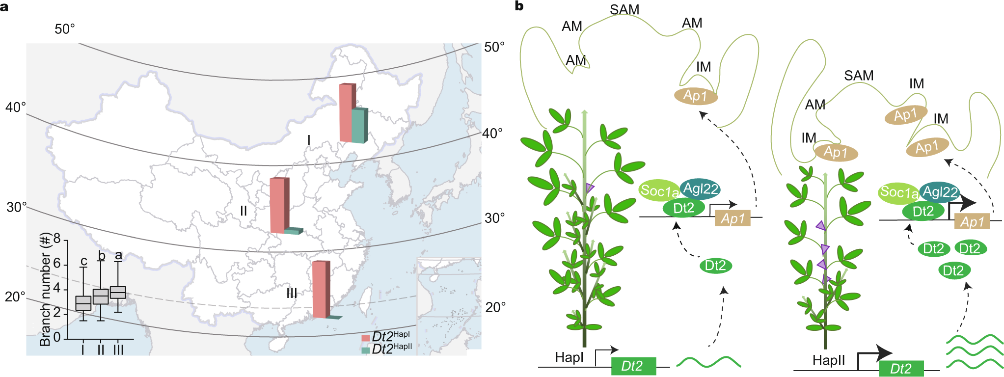 Fig. 5: Geographic distribution of different Dt2 haplotypes and a proposed working model of Dt2 in controlling branch number in soybean.