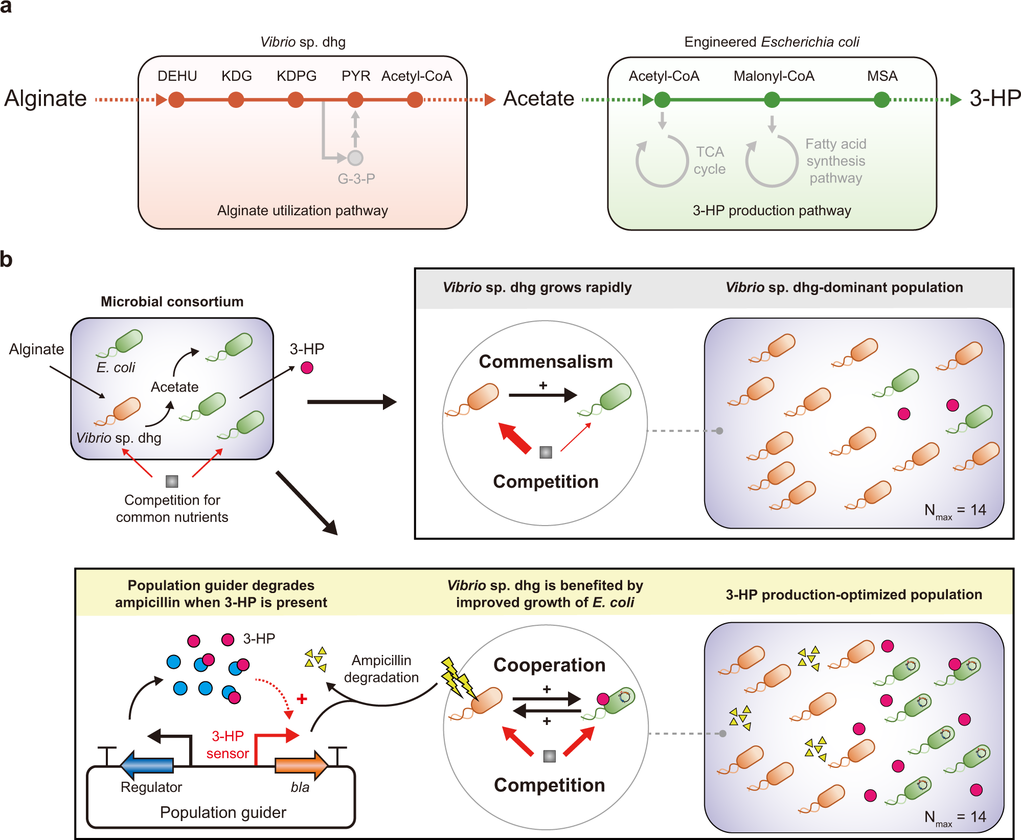 Circuit-guided population acclimation of a synthetic microbial consortium  for improved biochemical production | Nature Communications
