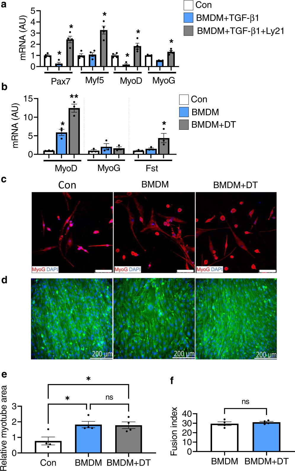 Fig. 5: Impact of TGF-β signaling on C2C12 myoblast differentiation.